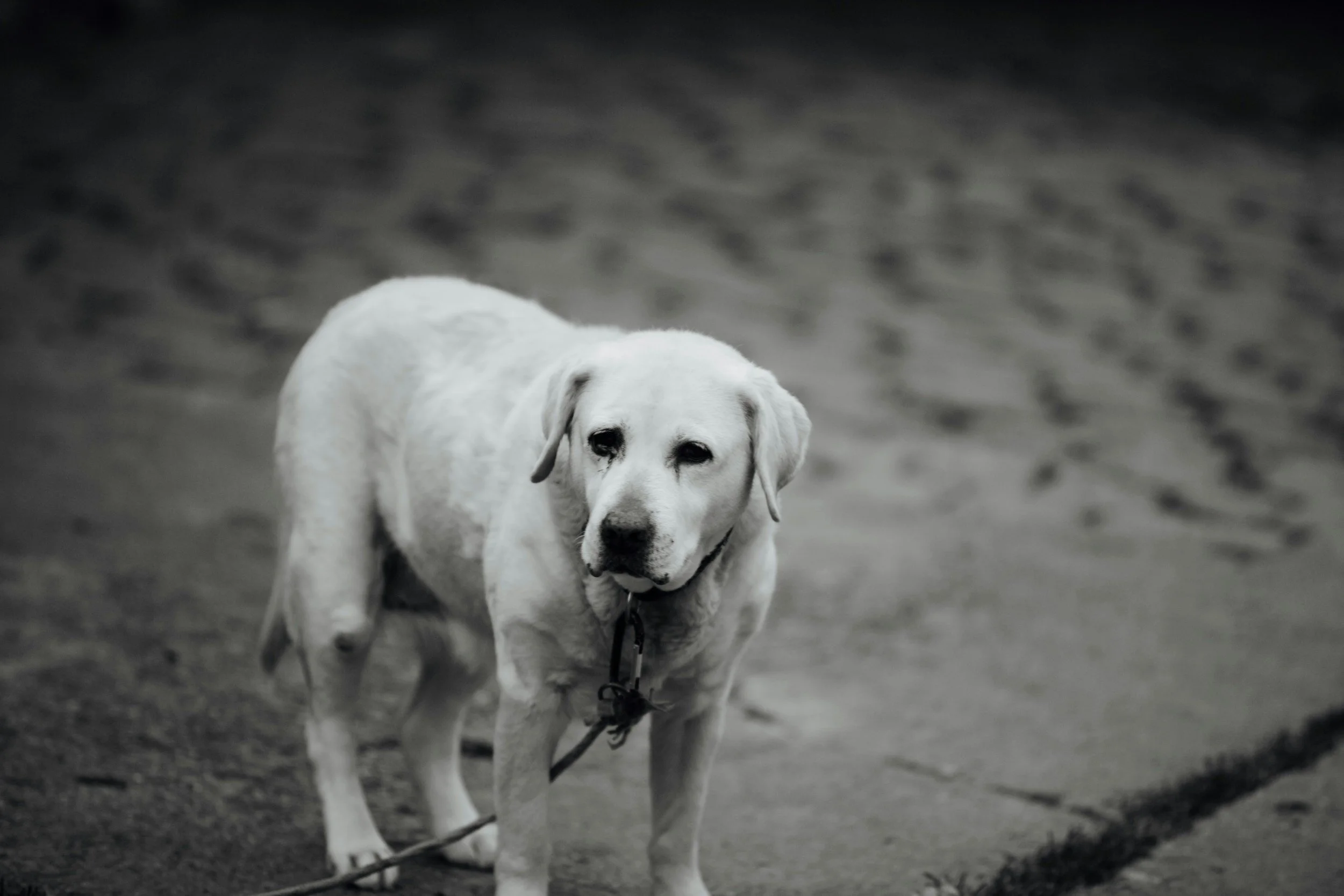 Remembering Maximus: The Case That Started It All