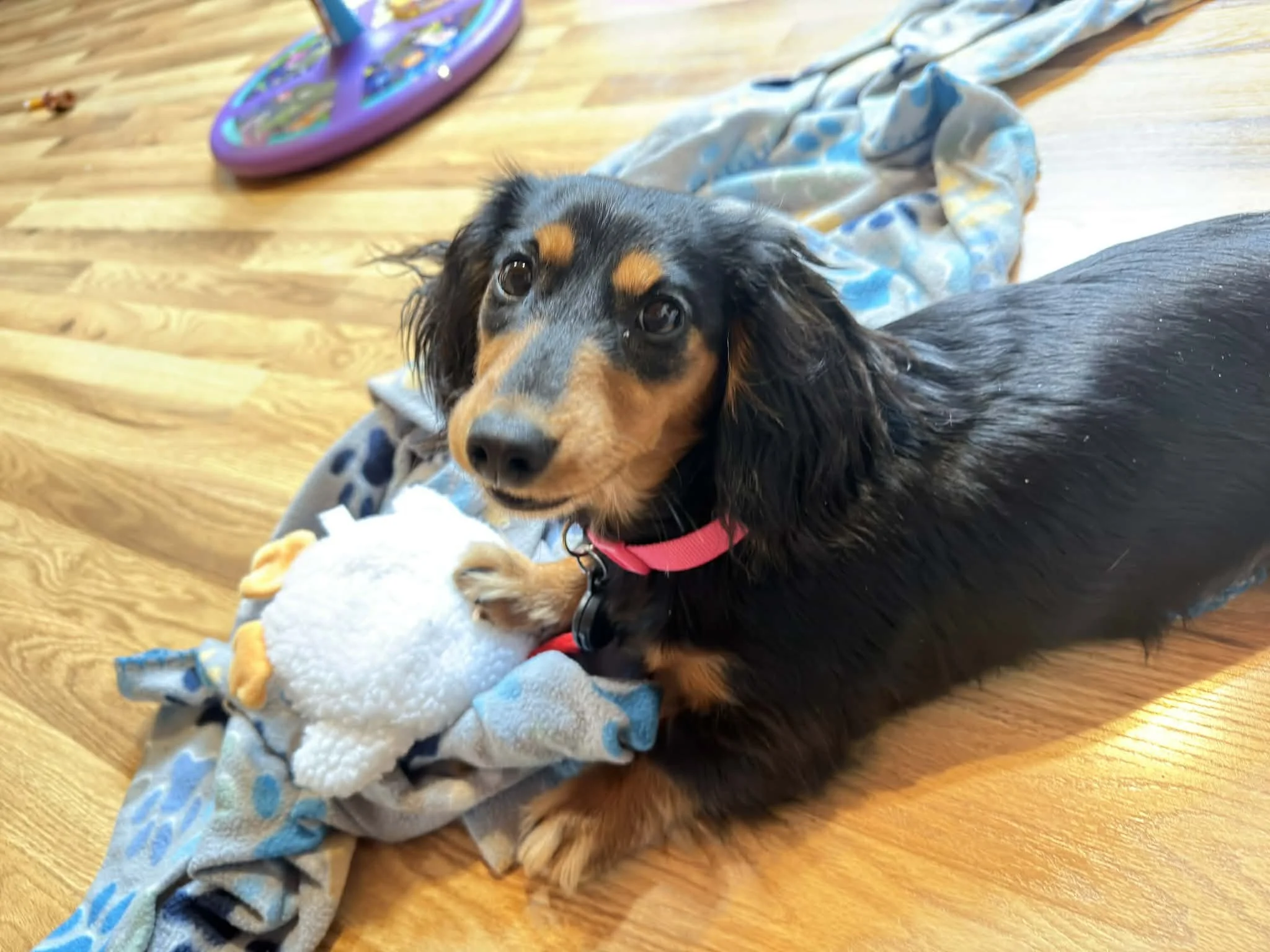 Honey - Harrisville WV 