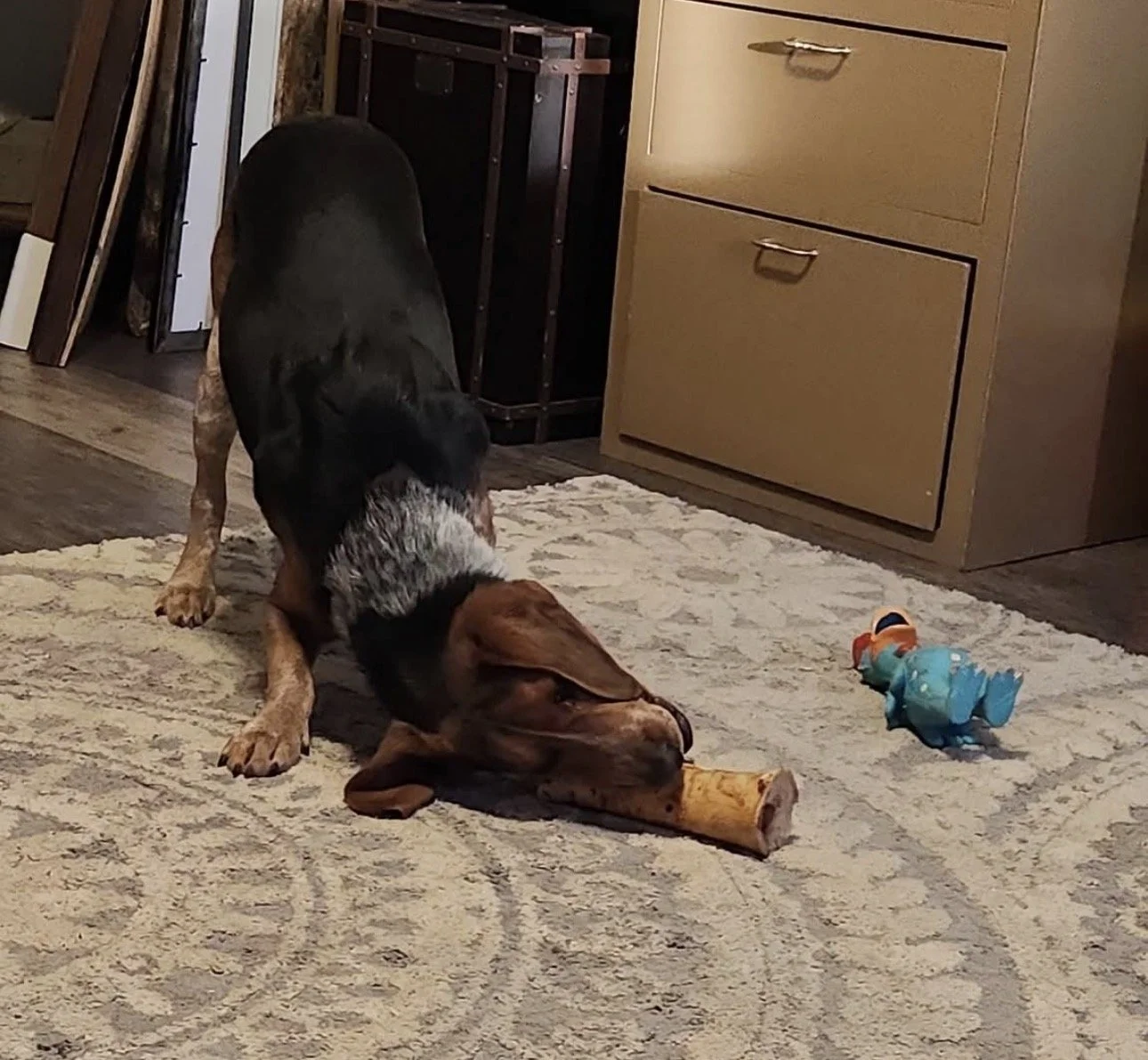 Missing Dog Rambo PSA IMG_6776.jpg