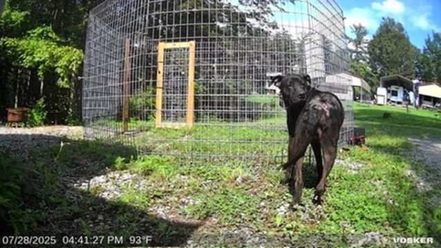 Why Meigs County Canine Rescue Needs a Missy Trap, and How You Can Help