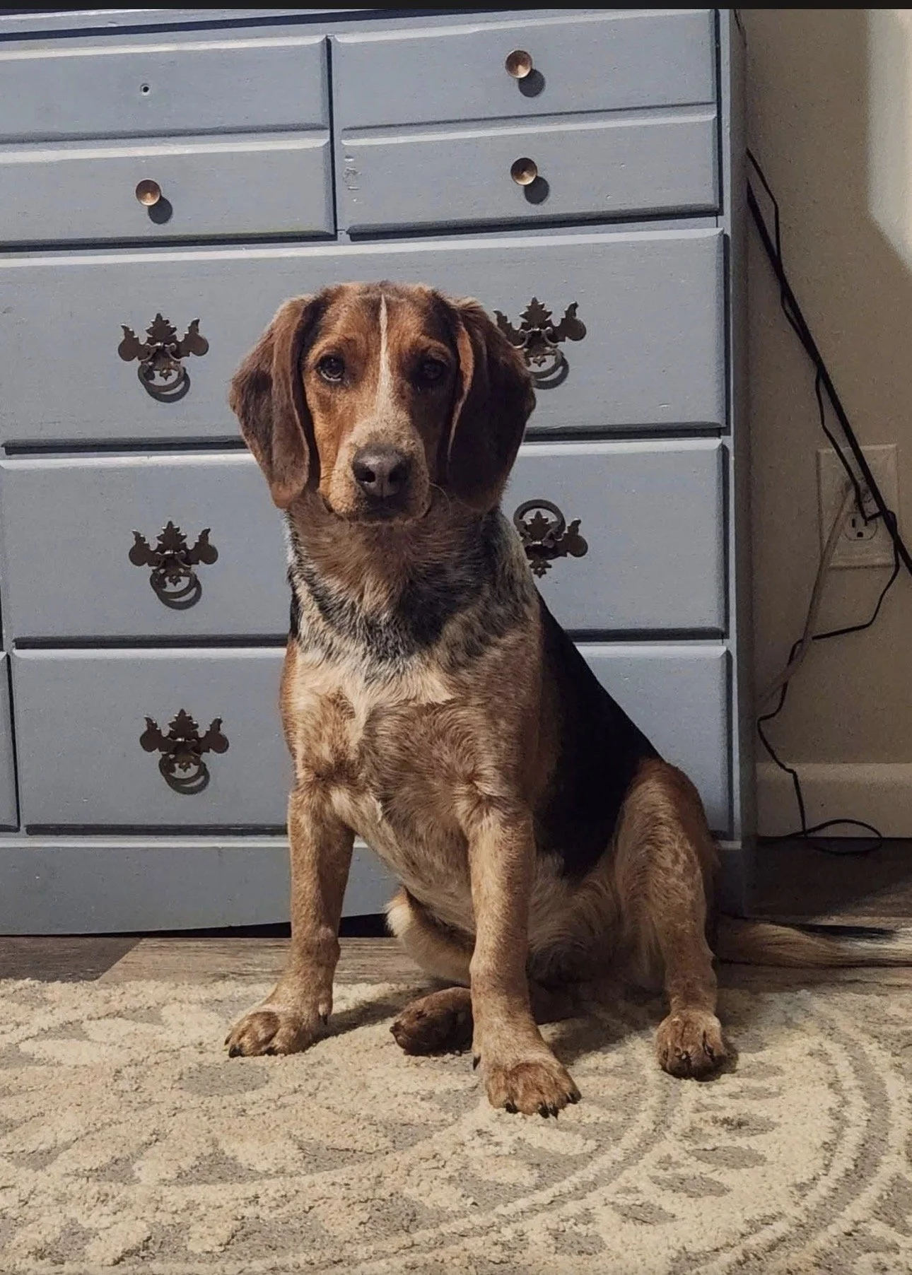 Missing Dog Rambo PSA IMG_6773.jpg