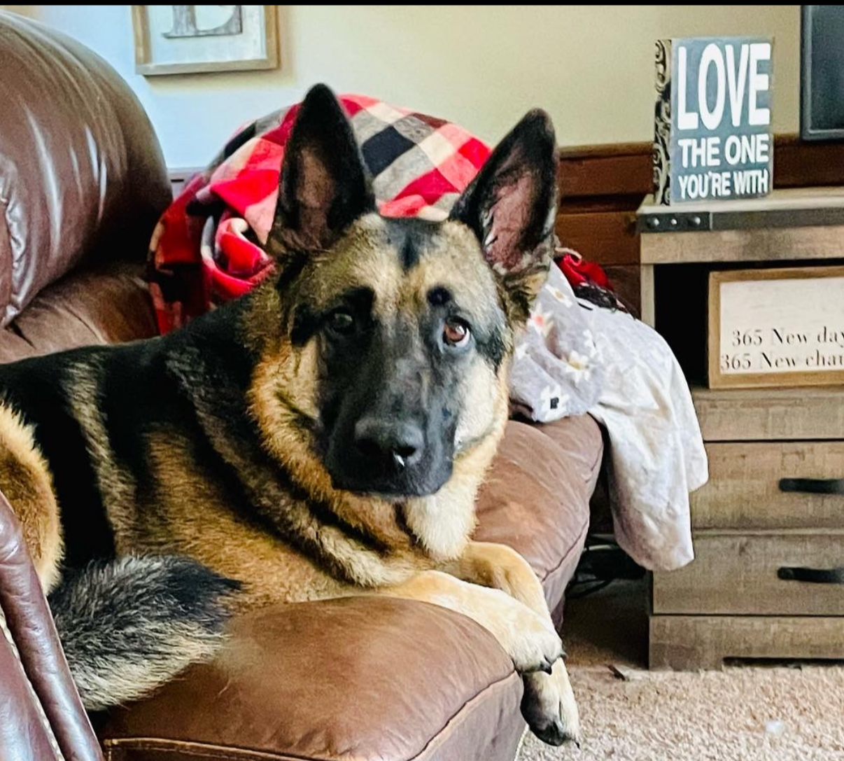 Missing: Kevin, German Shepherd - Coolville Area