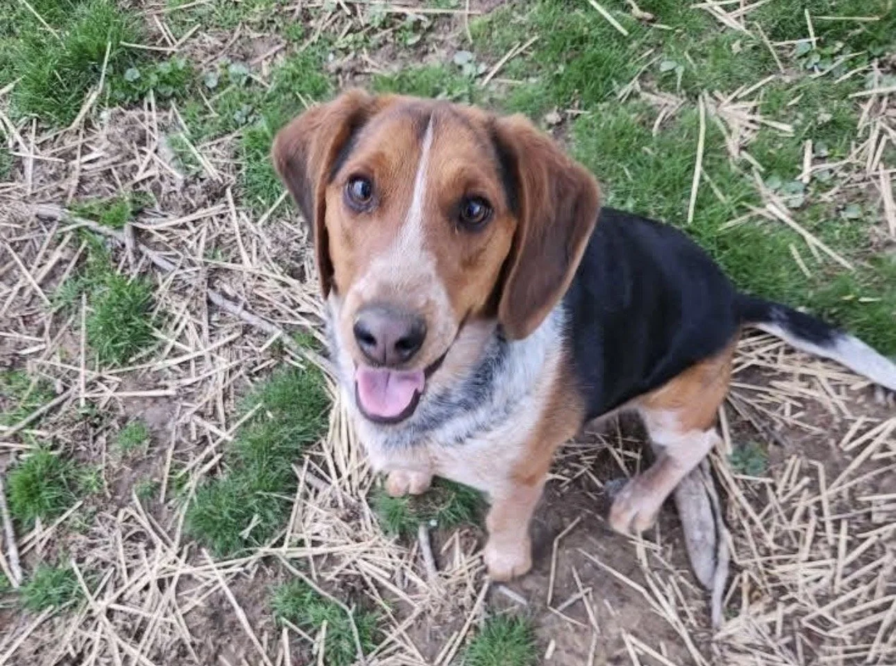 Missing Dog Rambo PSA IMG_6774.jpg