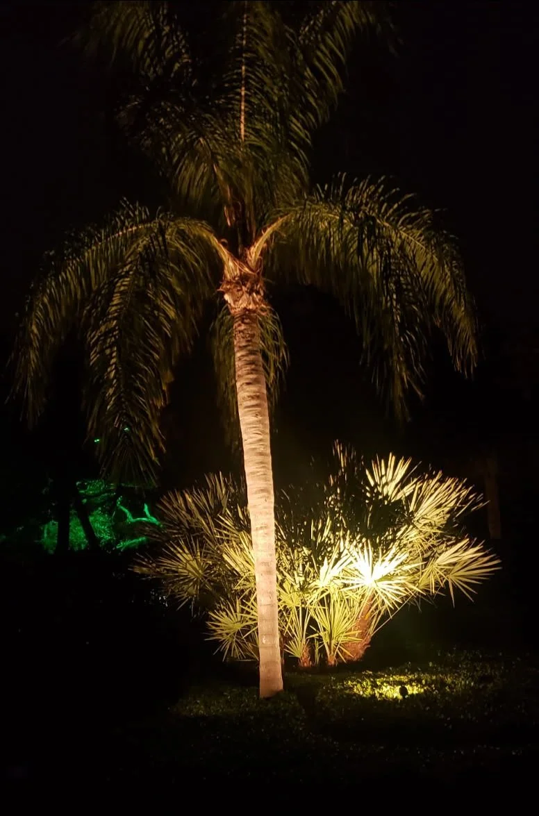 Stunning Florida trees accentuated with precise landscape lighting and outdoor illumination installed by Anthony, Electrical Contractor and proud owner of KAP Electric. As a licensed and insured professional, we deliver solutions for your residential