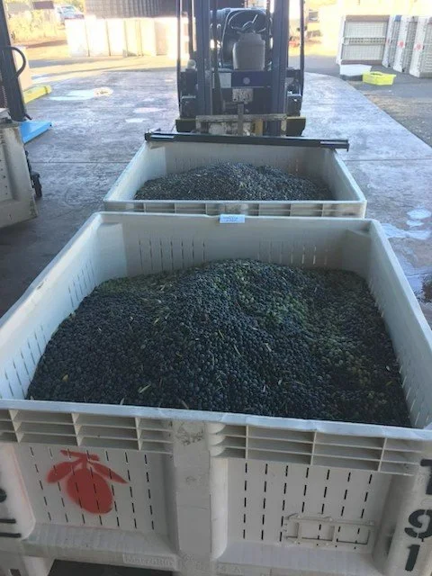 Annual First Bottling Case Subscription  (12 500ml Bottles)
