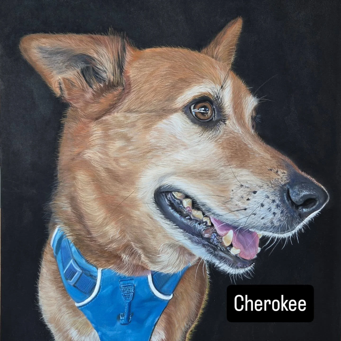 I just finished this beautiful boy who is so terribly missed by his pet guardian.  RIP Cherokee.
Soft pastel 16x20