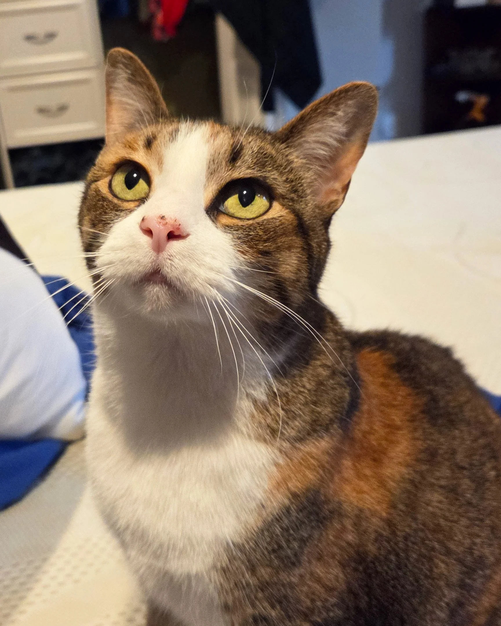 Meisha PS 3.jpg
