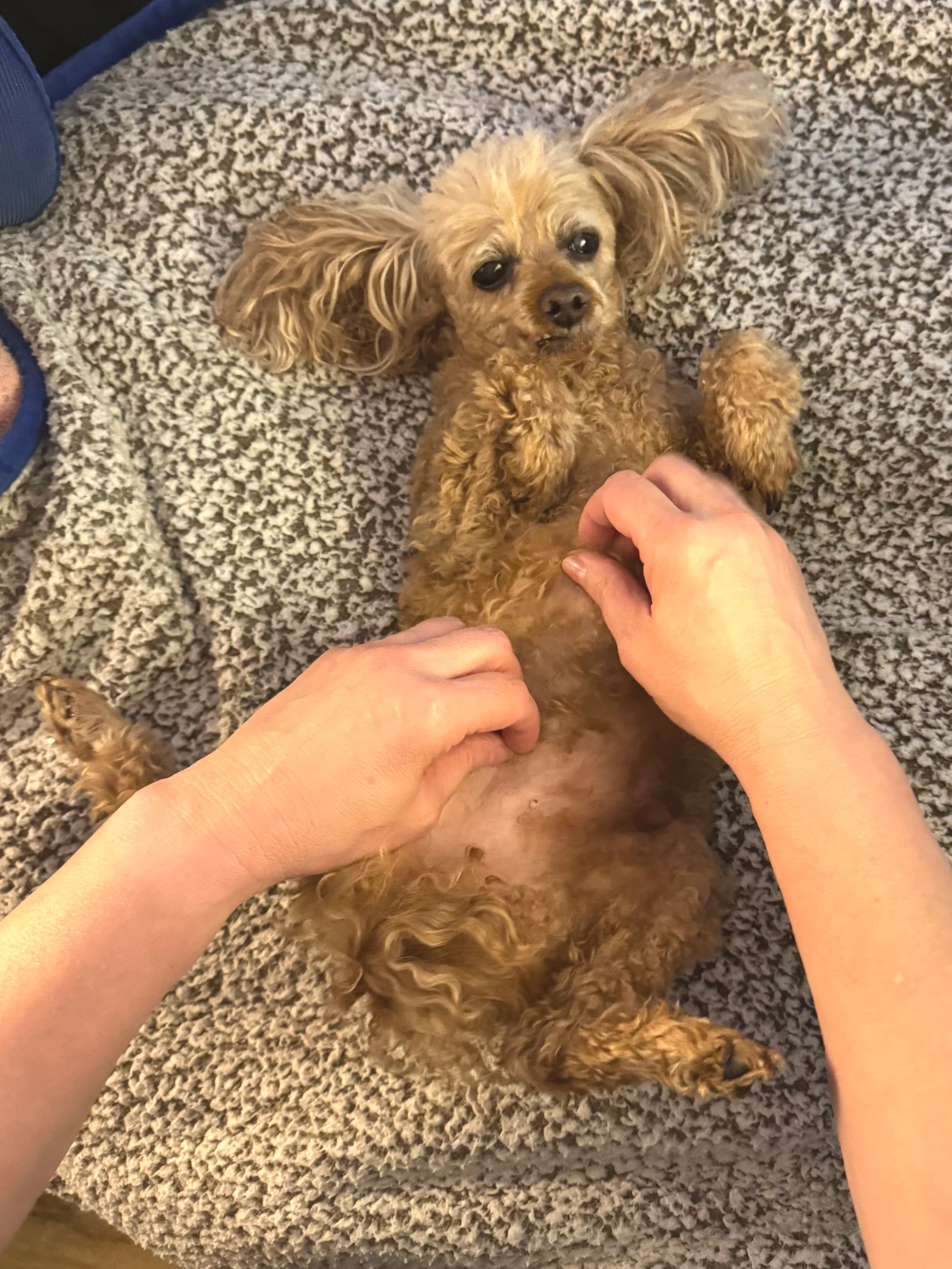 Rosie Loves Tummy Scratches!