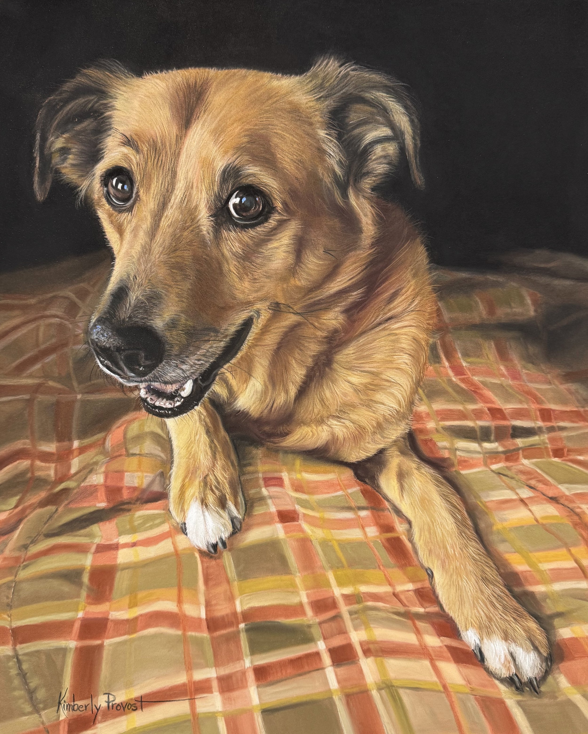 Pastel Painting of a Mixed-Breed Brown and White Dog on A Plaid Blanket Painted by Kimberly Provost, Artist