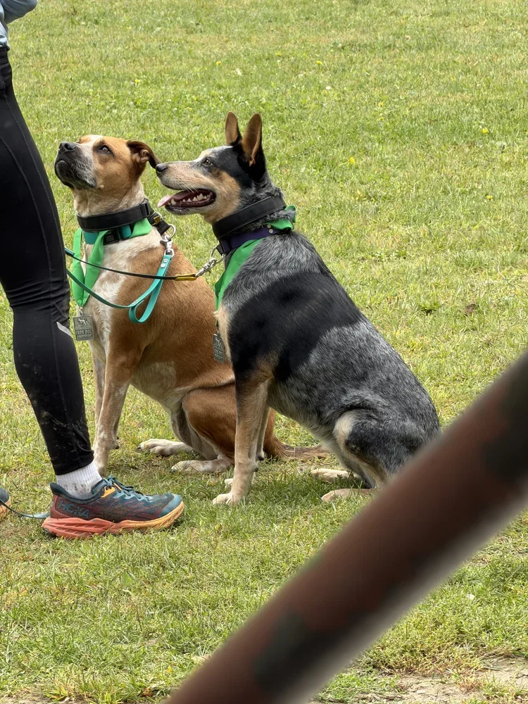 law enforcement dogs