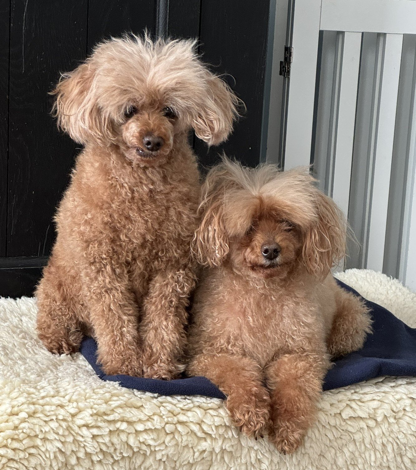 Kim's two pet toy poodles at her home