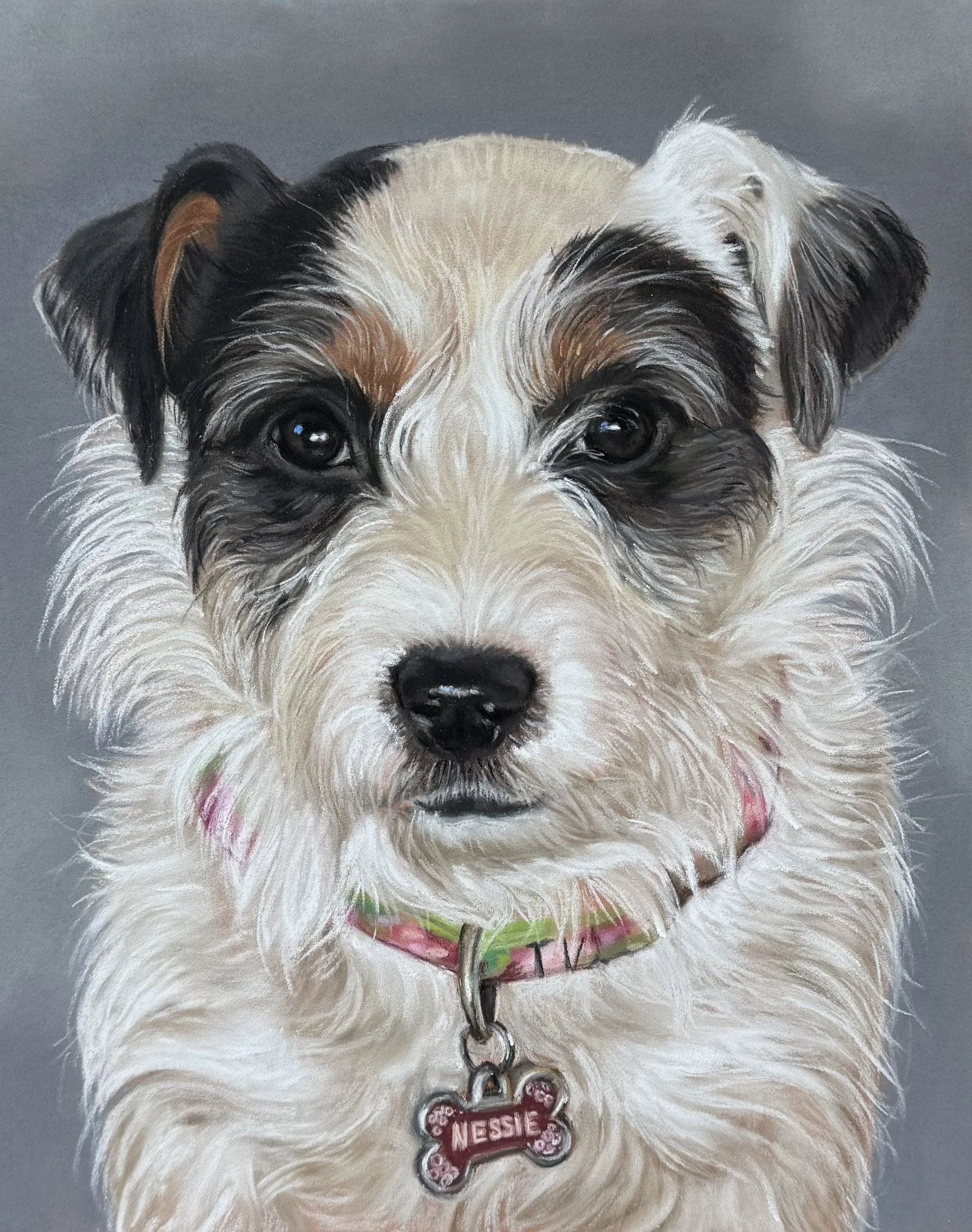 Black, White and Brown Jack Russell Terrier Pastel Painting by Kimberly Provost