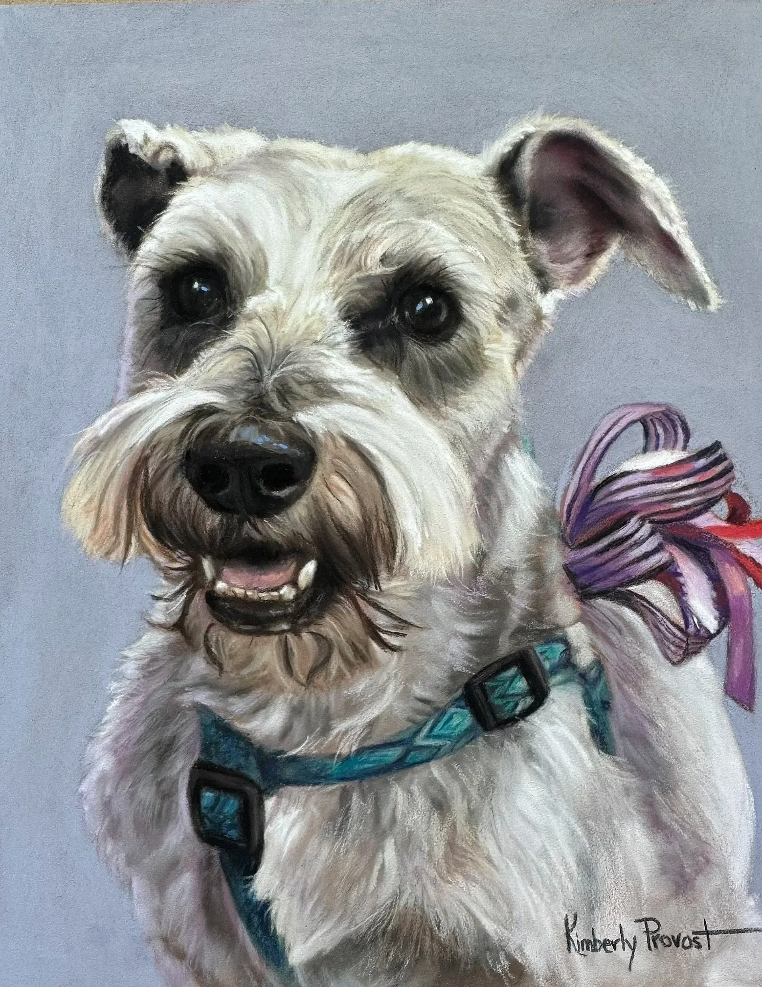 Kim's portrait of Miniature Schnauzer with Dog Halter and Bows
