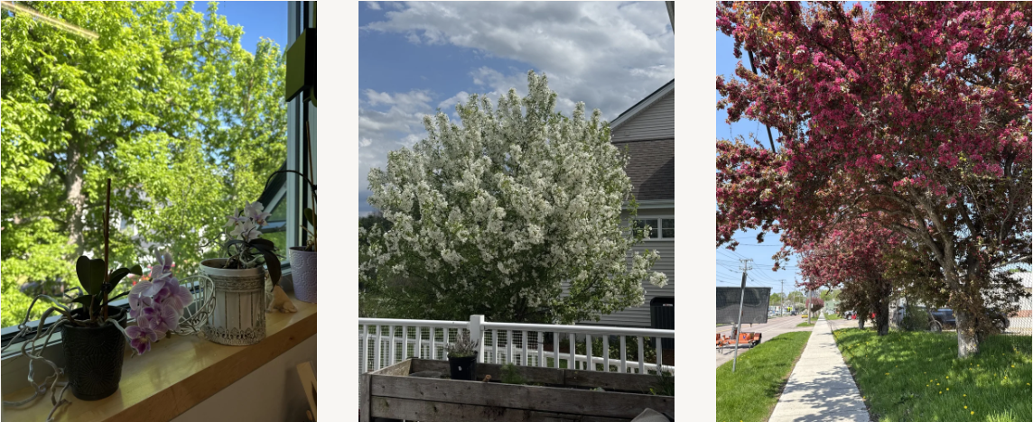 picture of trees blooming