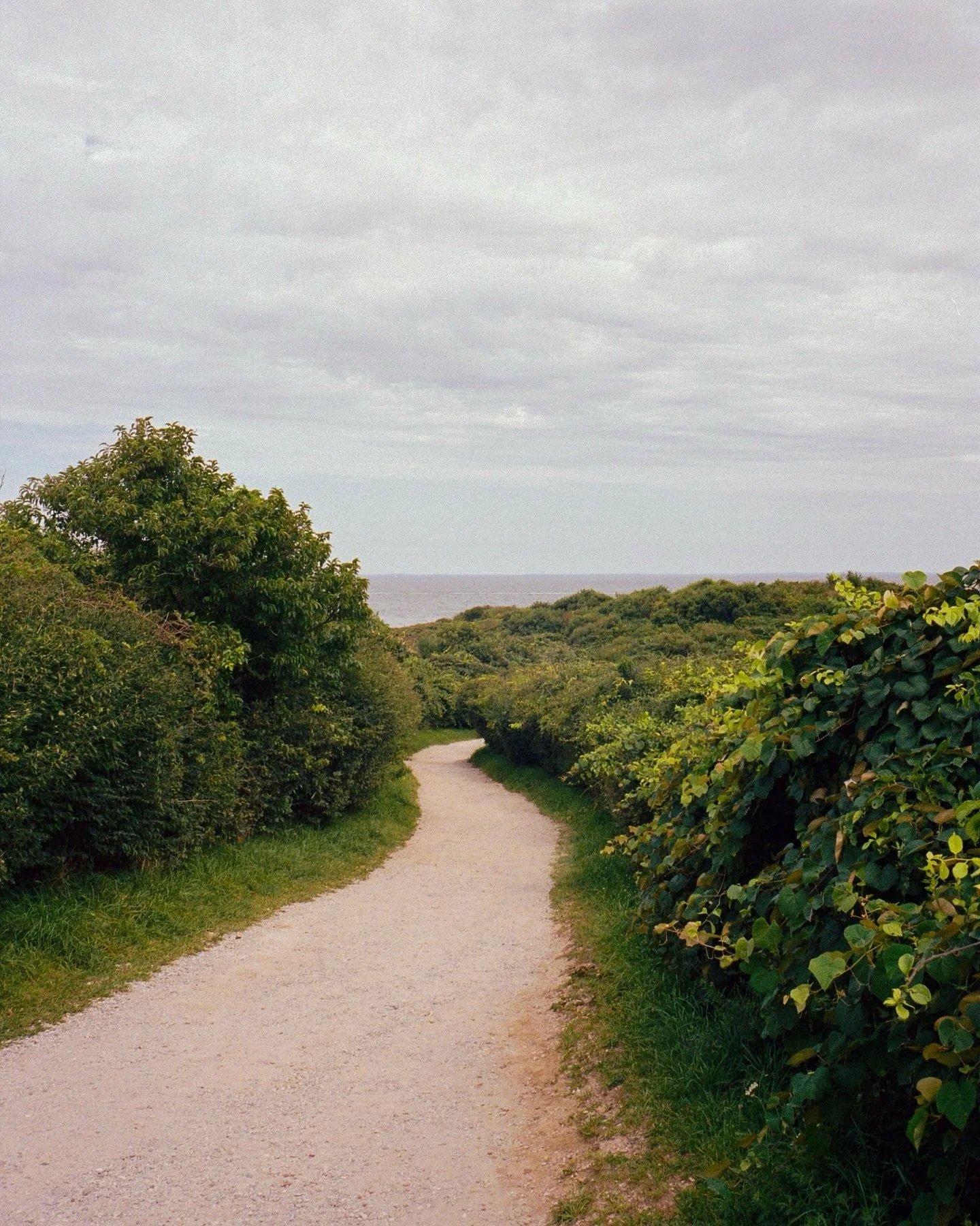 Summer in the Hamptons looks a lot like&hellip;

35mm for @twinpinefinds 🎞️
