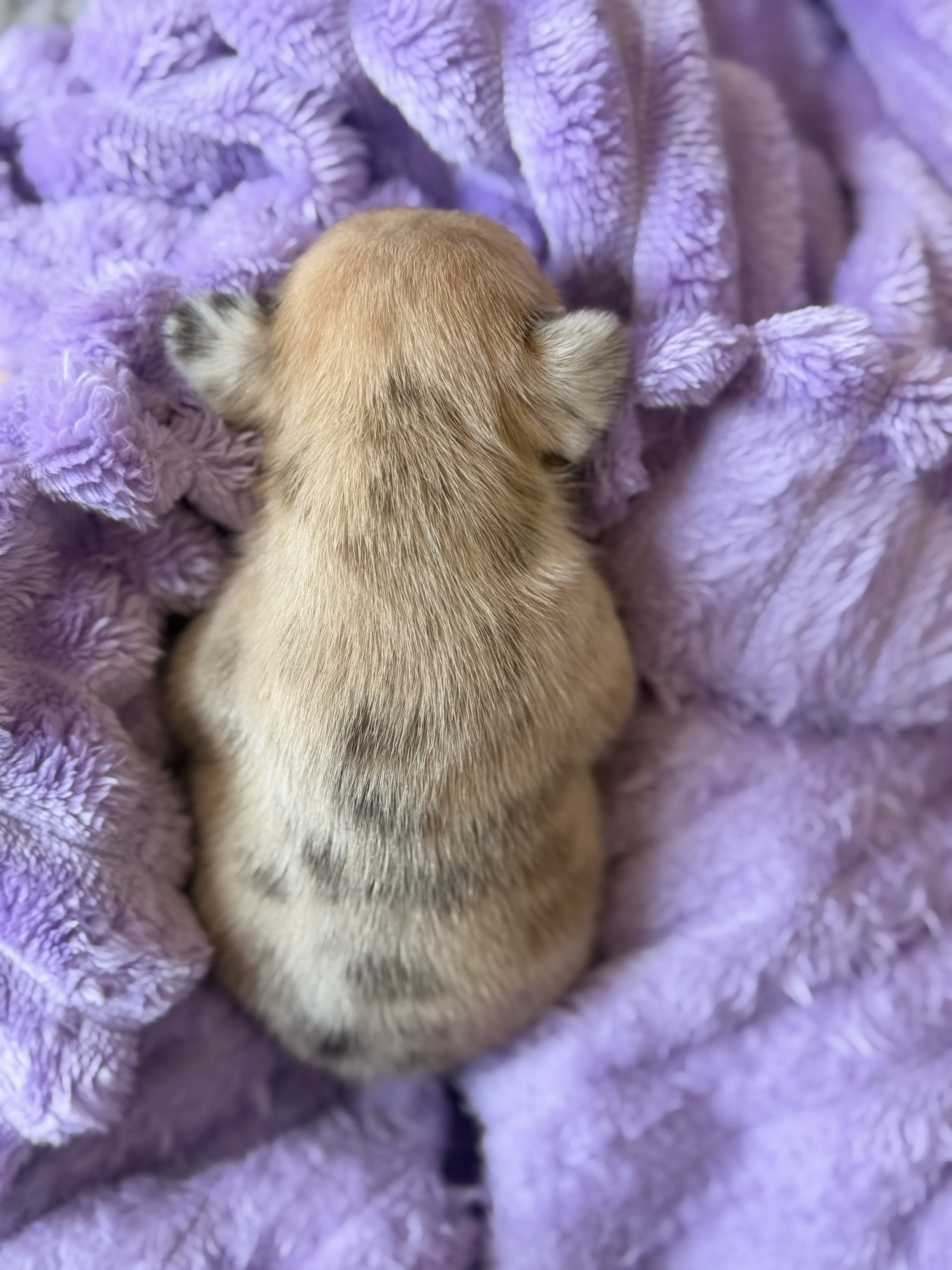 A tiny newborn puppy with light brown fur, sleeping on a soft purple blanket