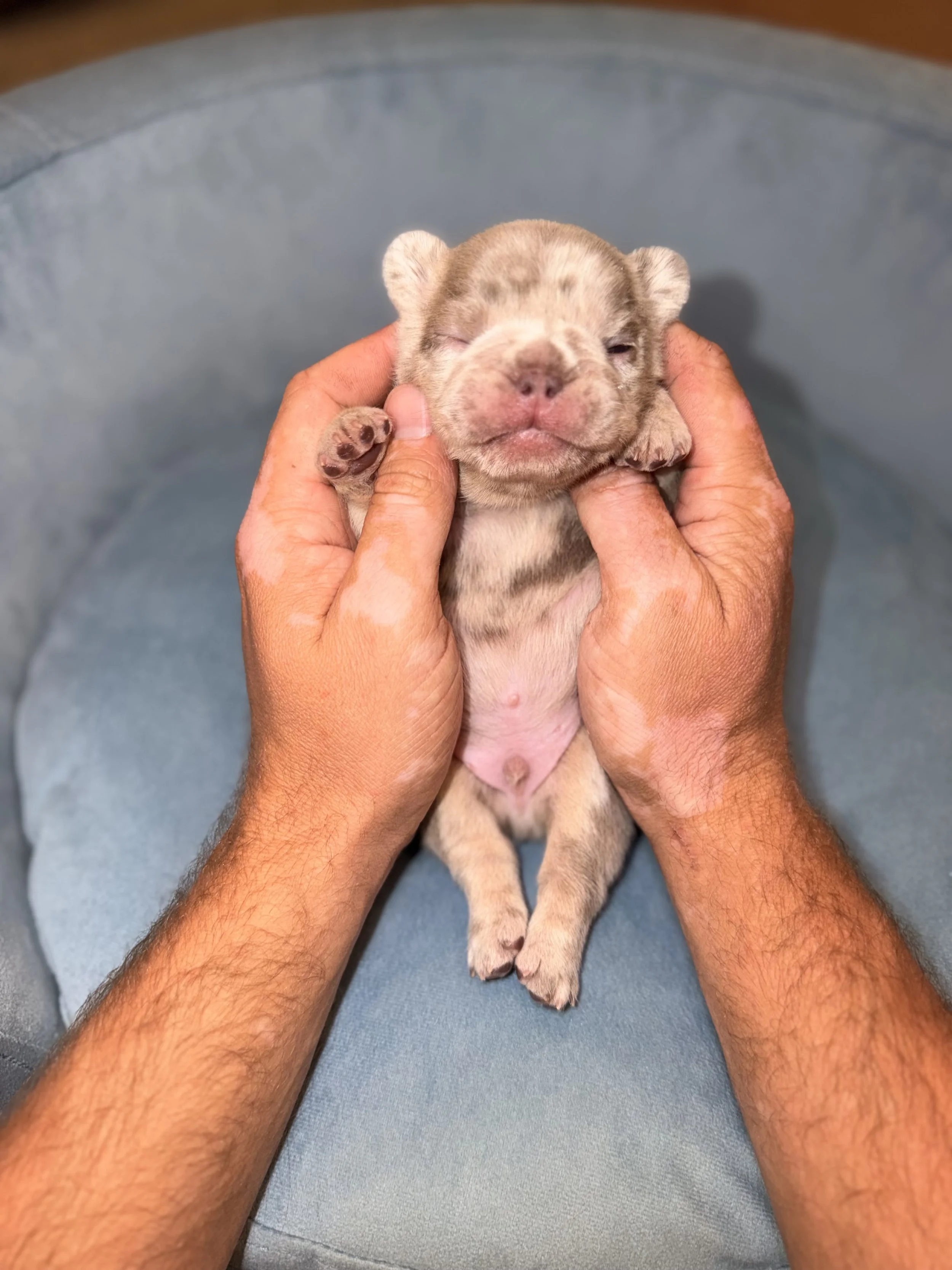 A person holding a tiny, grayish-pink newborn puppy, possibly a French Bulldog or similar breed, with closed eyes and small paws, on a blue surface.