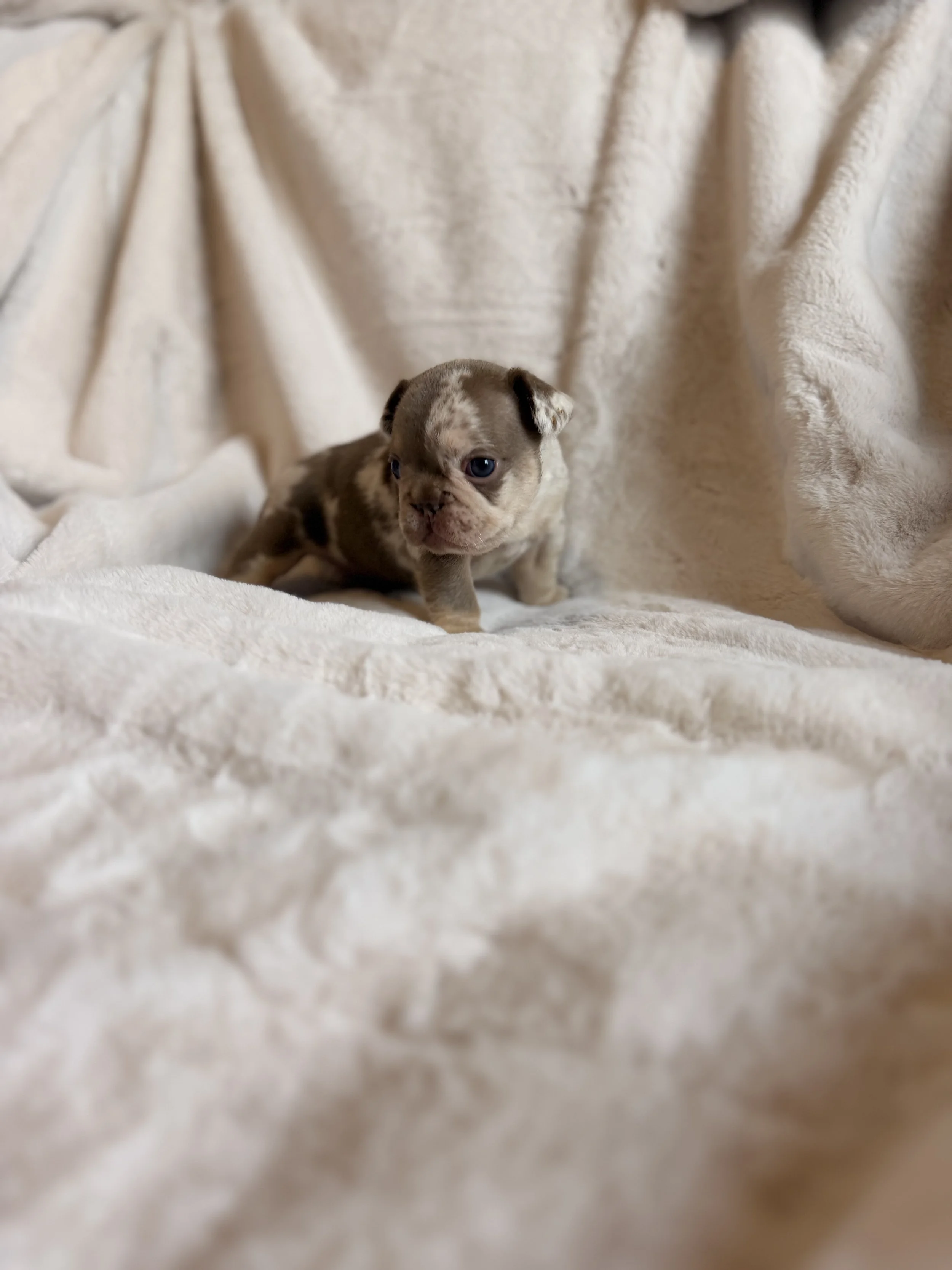 French Bulldog Puppy Pup-Date: Our 6 Puppies Are Growing Fast