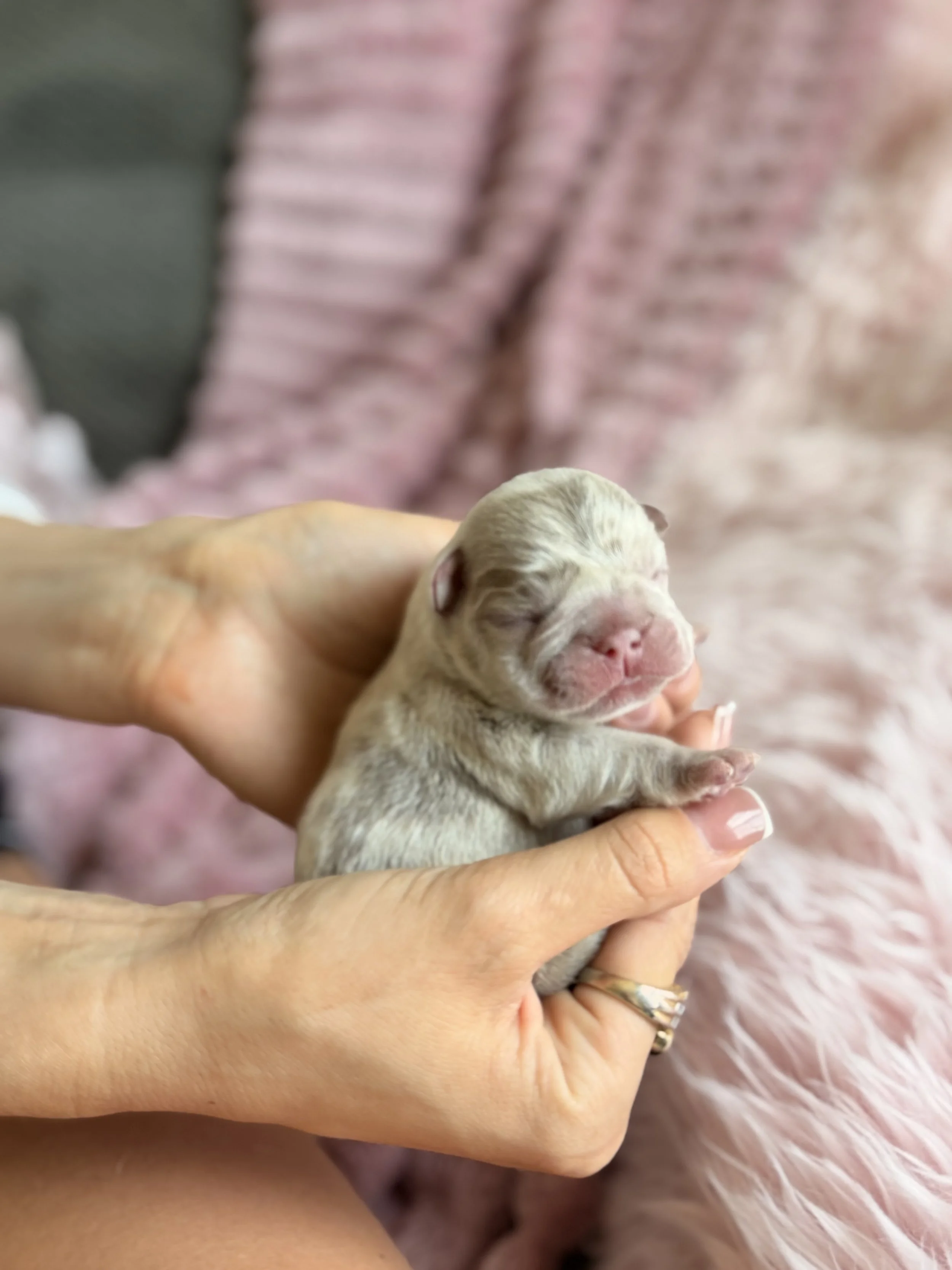 A person gently holding a tiny, newborn puppy with closed eyes and light, cream-colored fur. The background includes soft, pink fabric and a fuzzy pink blanket.