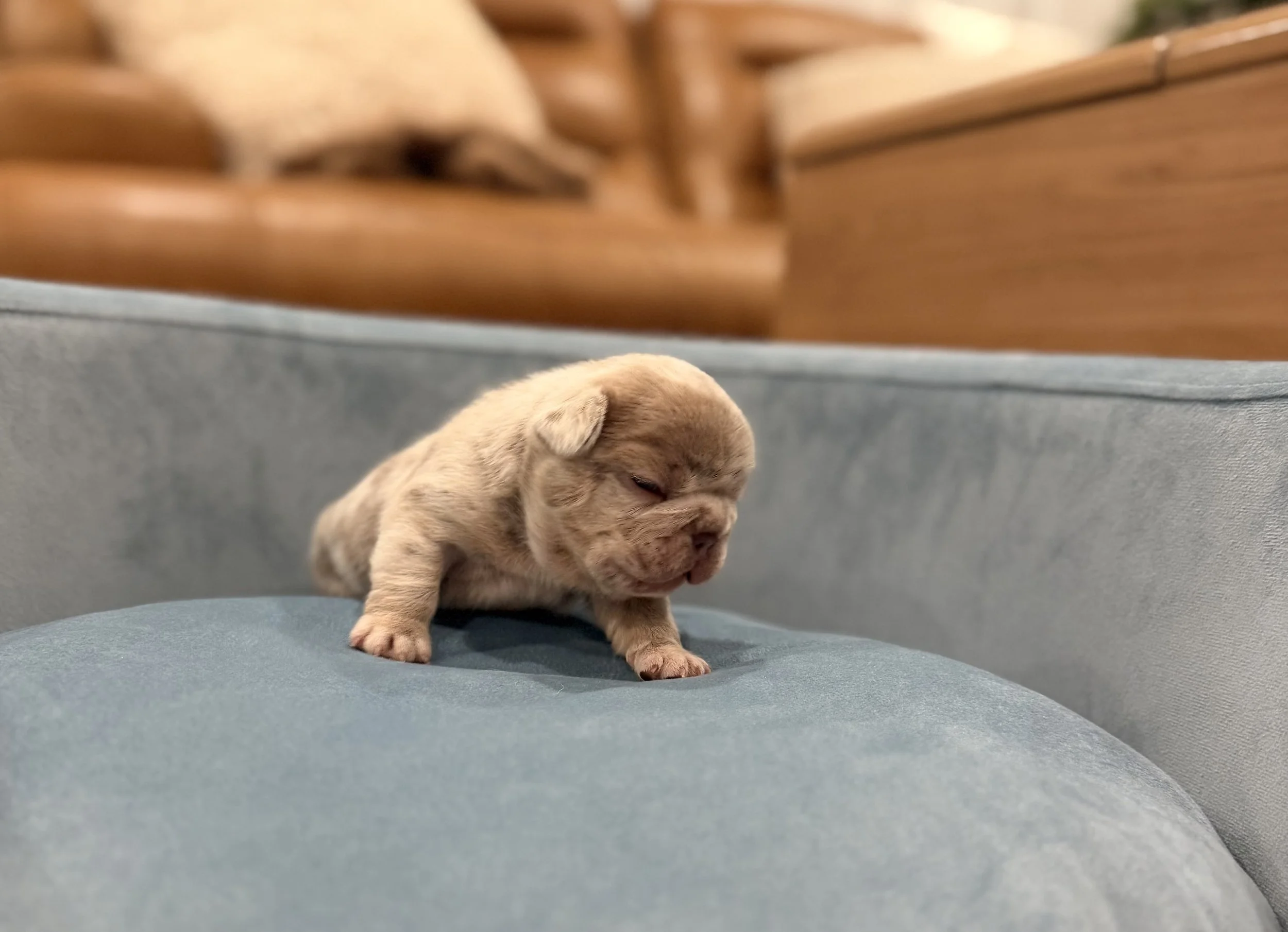 A tiny, newborn puppy with light brown and cream-colored fur is lying on a blue cushion. The puppy appears to be very young, with closed eyes and small paws. The background is wooden furniture.