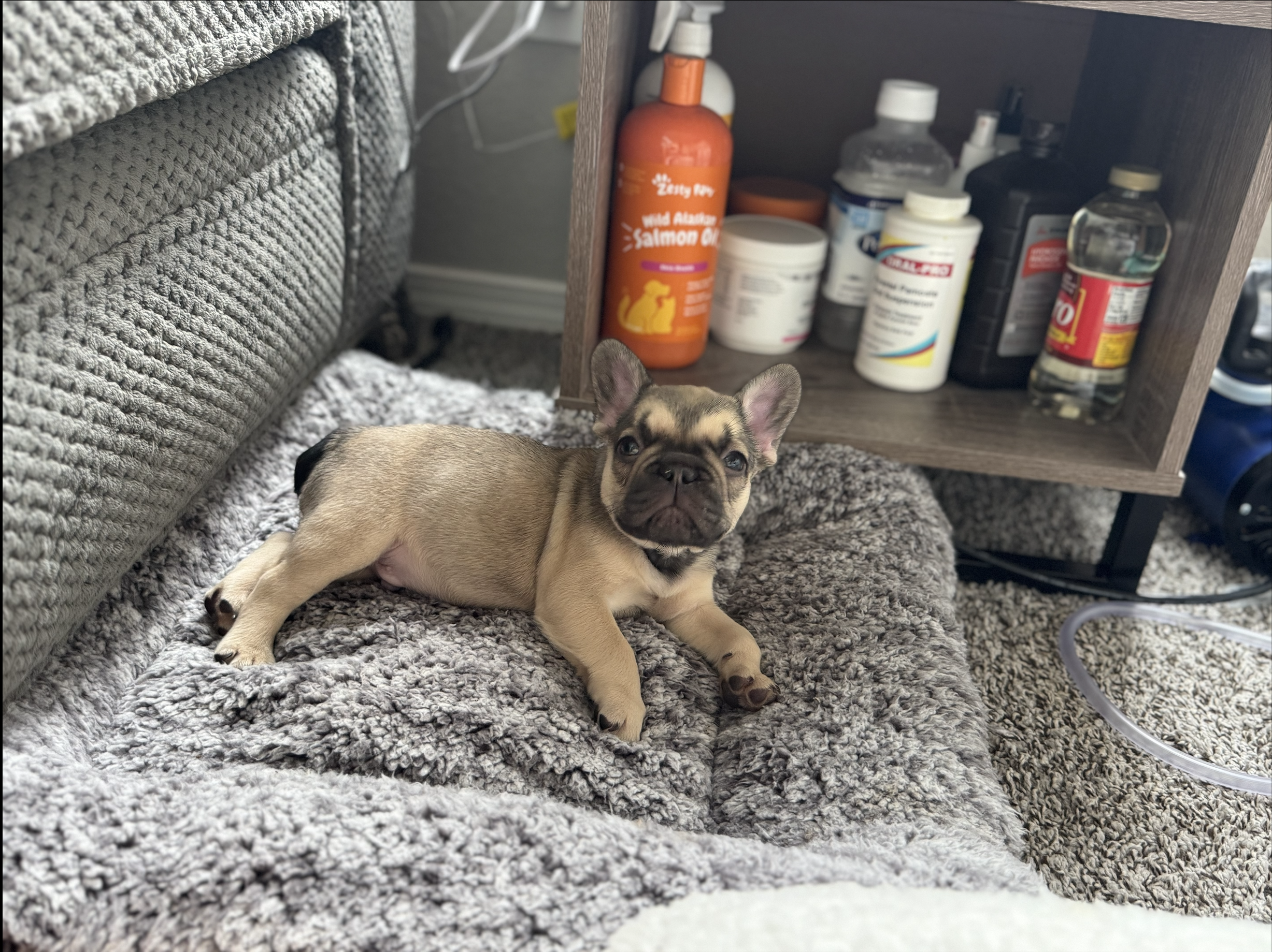 Screenshot 2025-12-18 at 12.38.16 PM.png