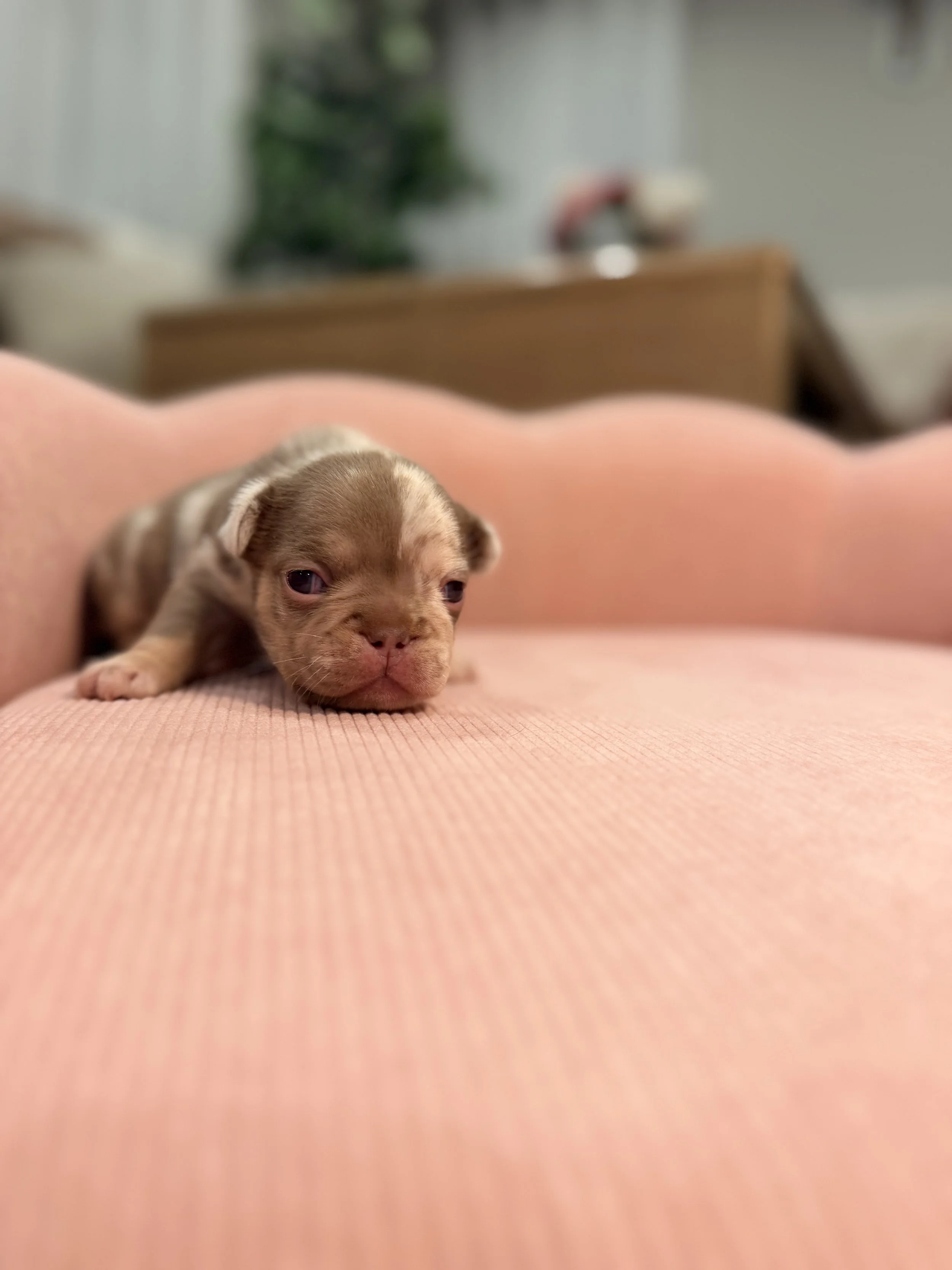 Close-up of a tiny puppy with a brown and white coat lying on a peach-colored surface, looking at the camera.