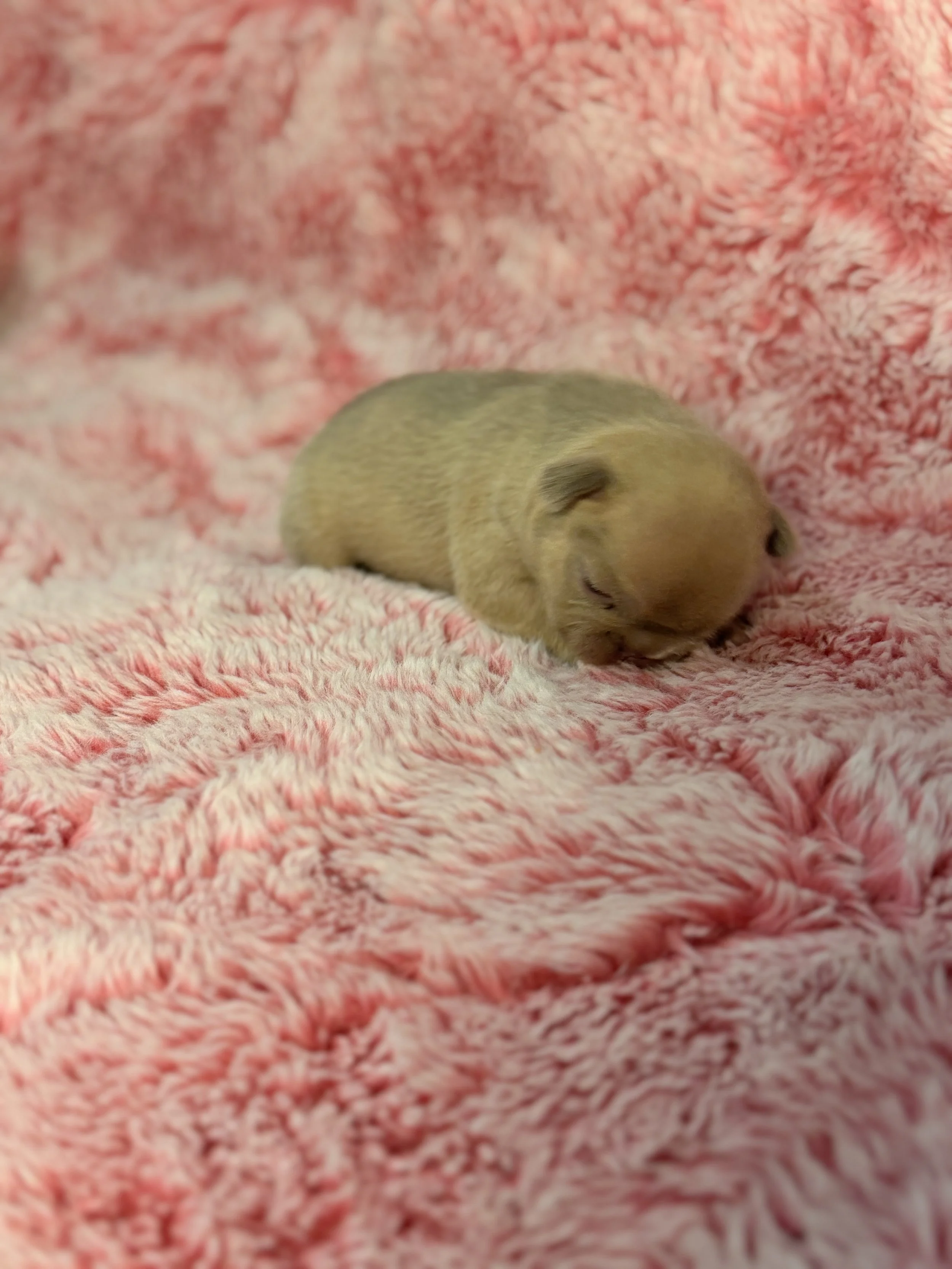 A tiny, fuzzy baby puppy resting on a pink and white plush blanket.