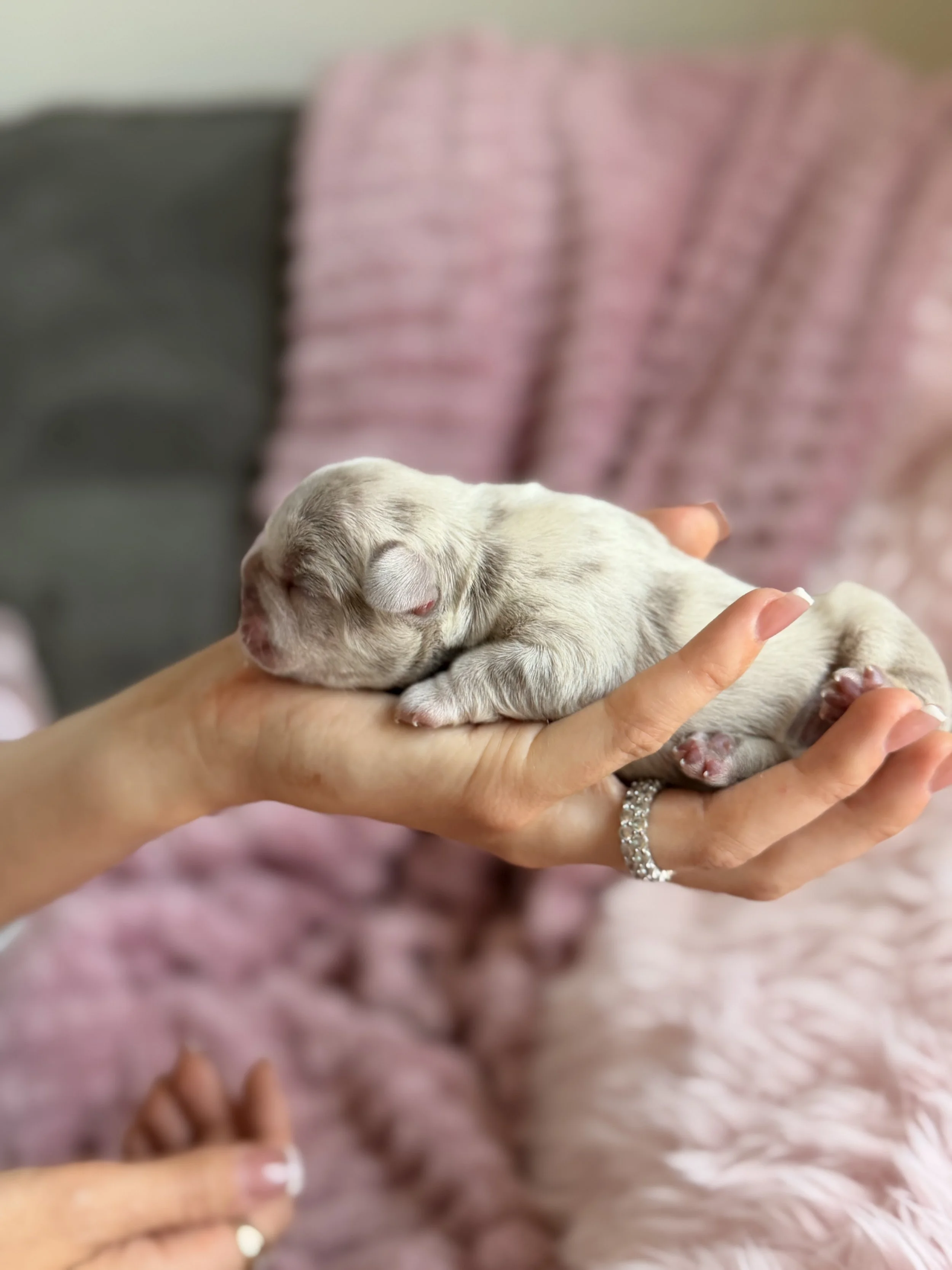 A person holding a small, light-colored puppy with closed eyes. The person is wearing a ring and has manicured nails. In the background, there is a fuzzy pink blanket.