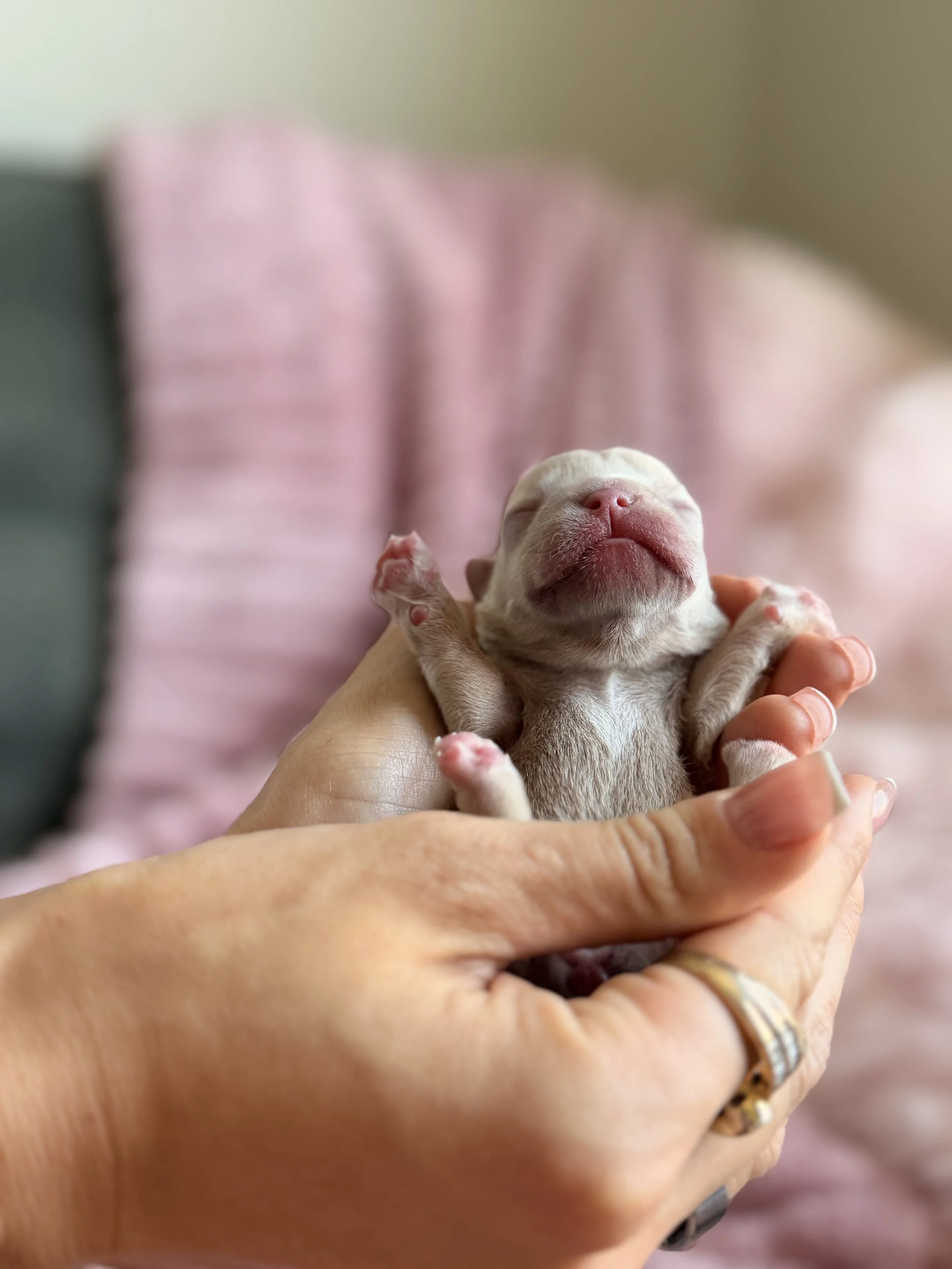 A person holding a tiny, newborn puppy with closed eyes, pink nose, and pink paws.