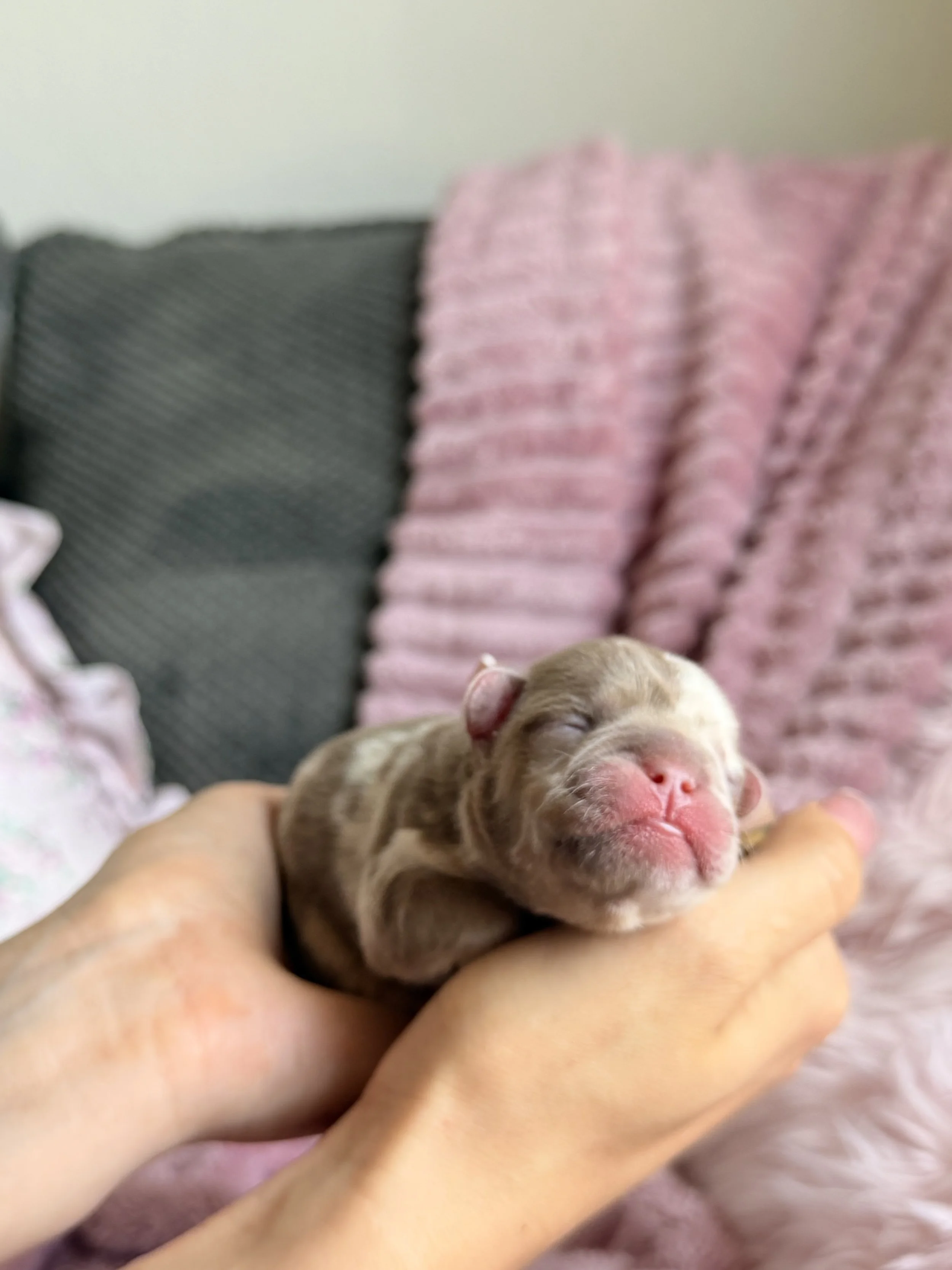 A tiny newborn puppy with closed eyes being gently held in hands with a pink ruffled blanket and grey pillow in the background.