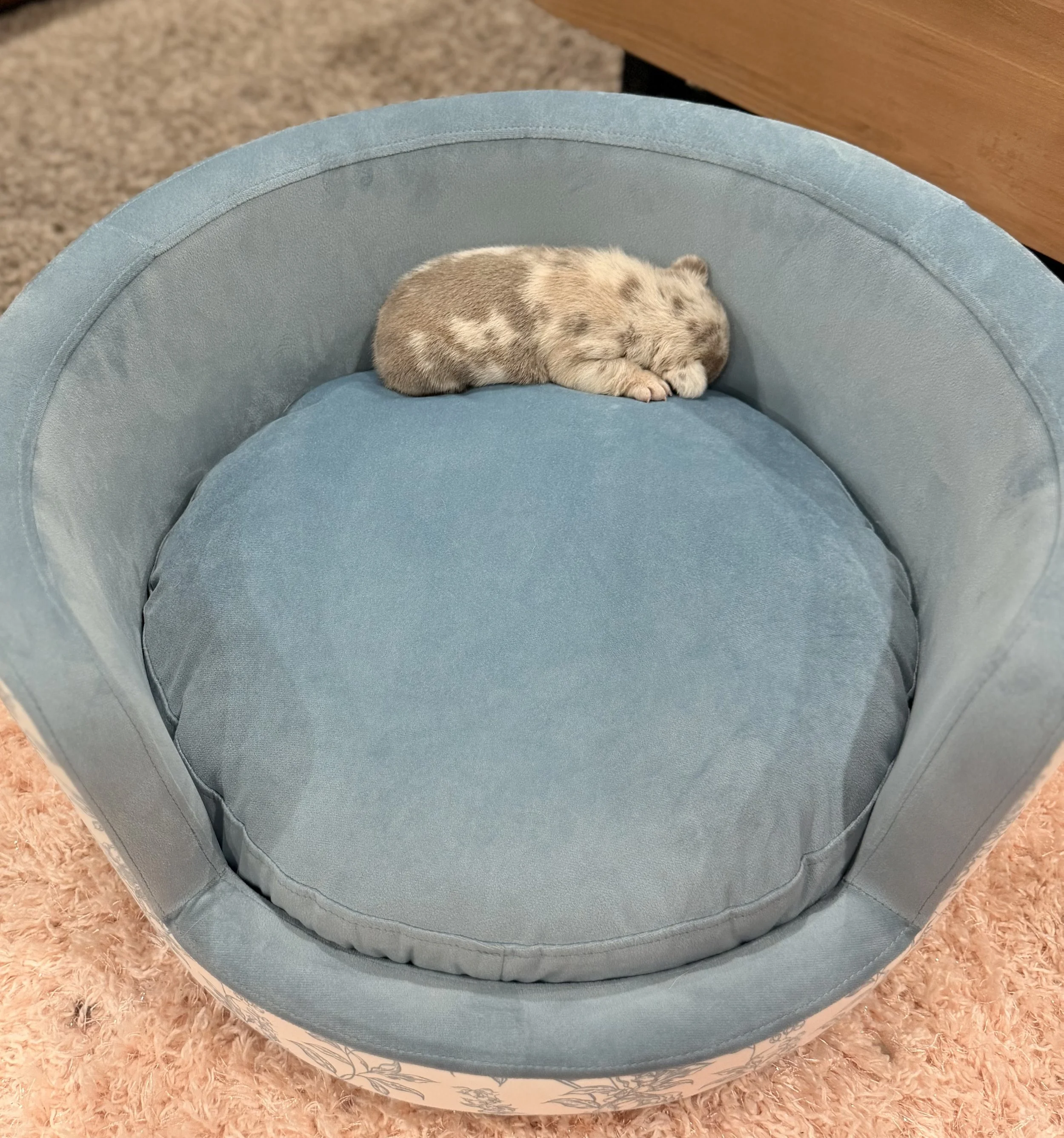 A small, light-colored kitten is sleeping inside a circular, plush, blue pet bed with a mint green lining on a beige, shaggy carpet floor.