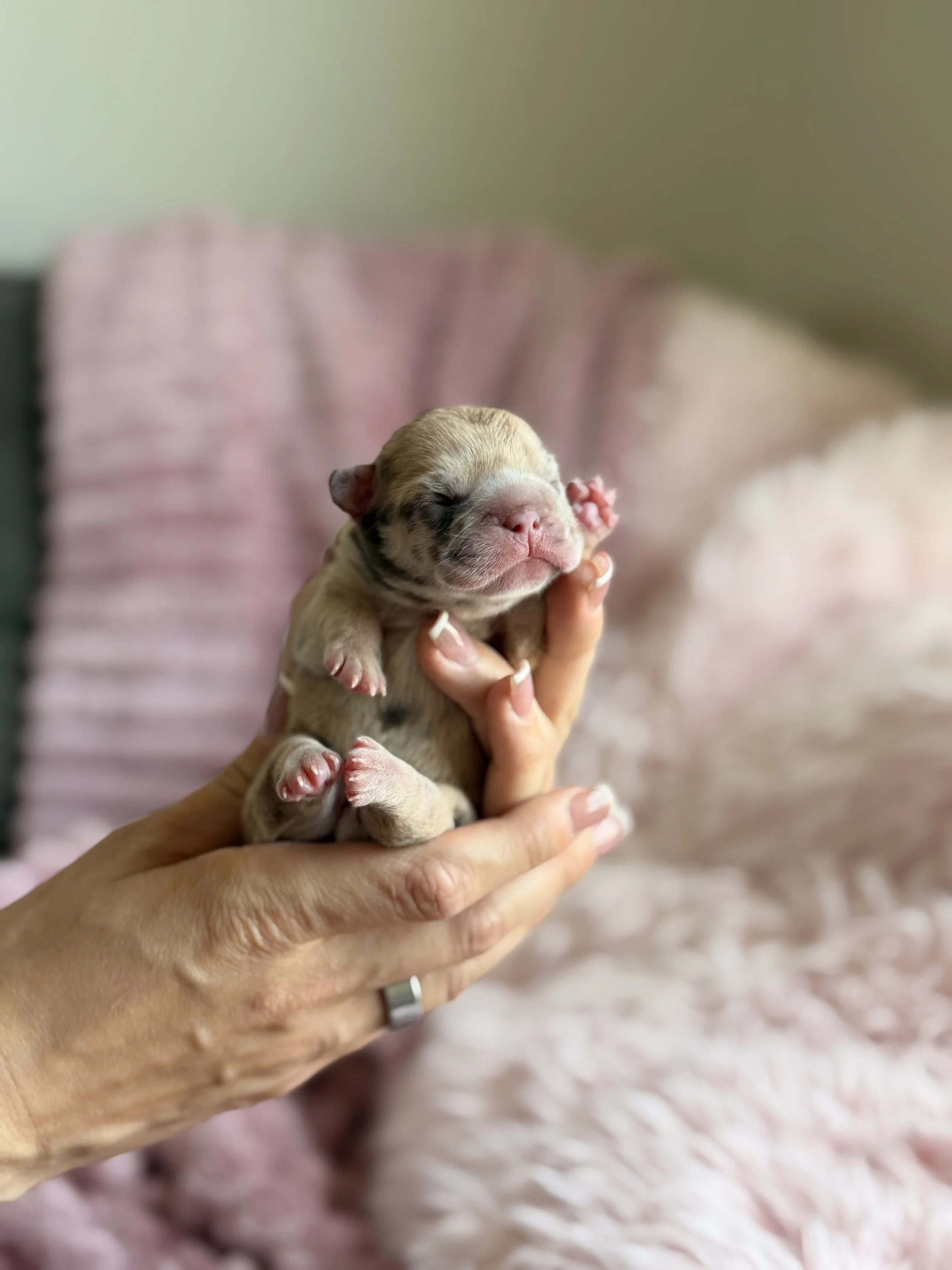 A person holding a tiny, squishy puppy with eyes closed and pink nose, in front of a soft, pink, fuzzy blanket.