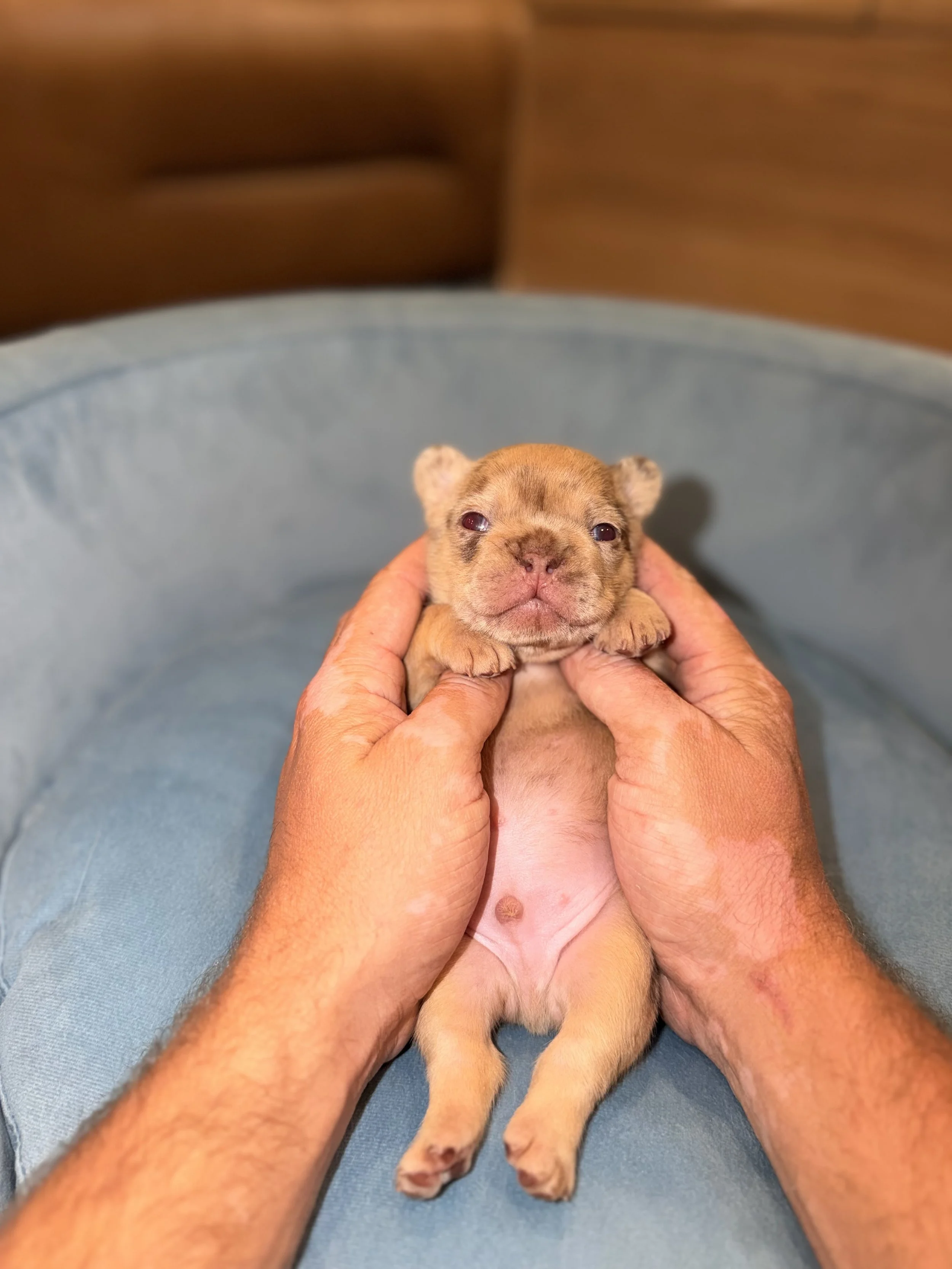 A newborn puppy being held gently with hands, lying on a light blue blanket.