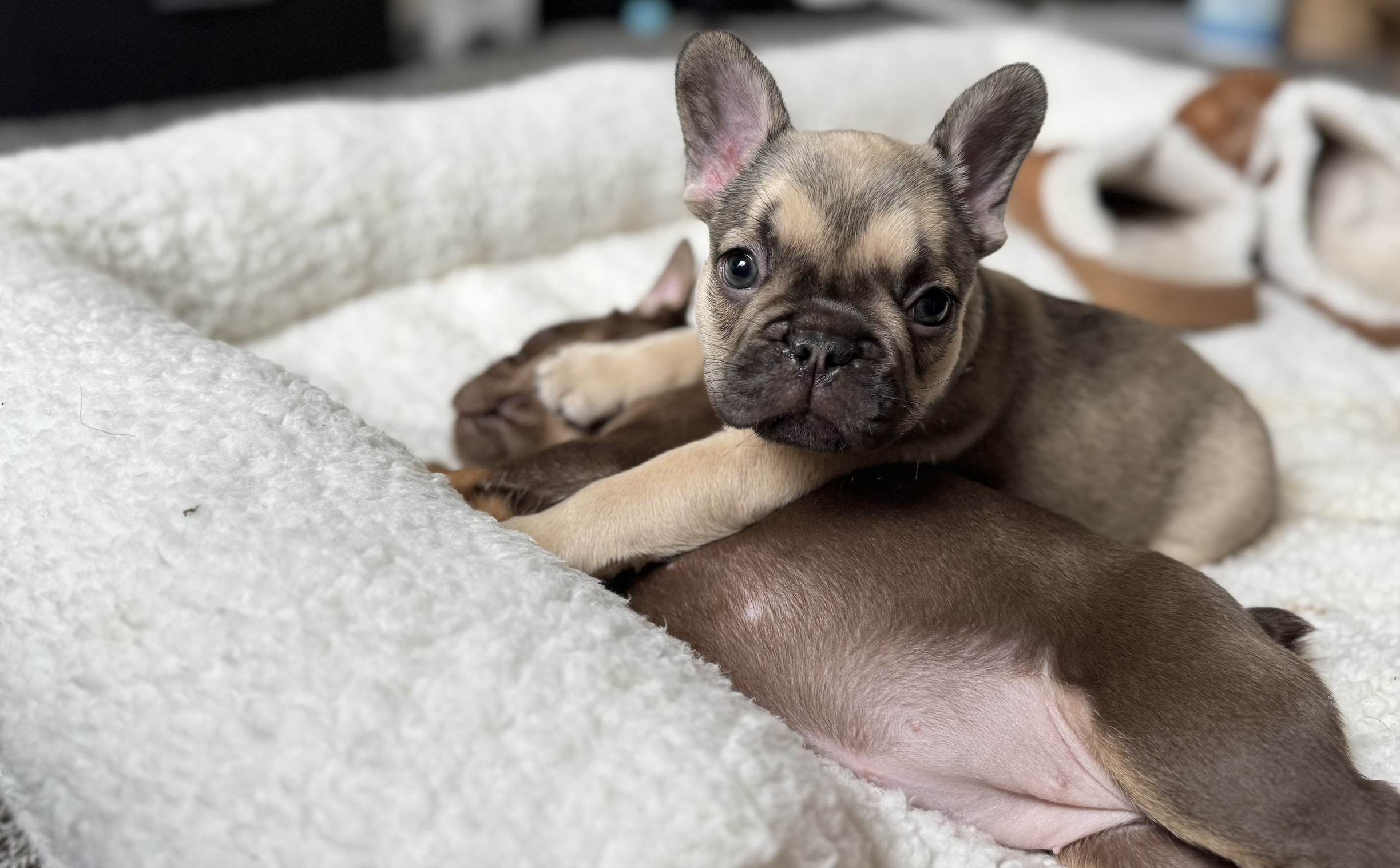 Screenshot 2025-12-18 at 12.34.38 PM.png