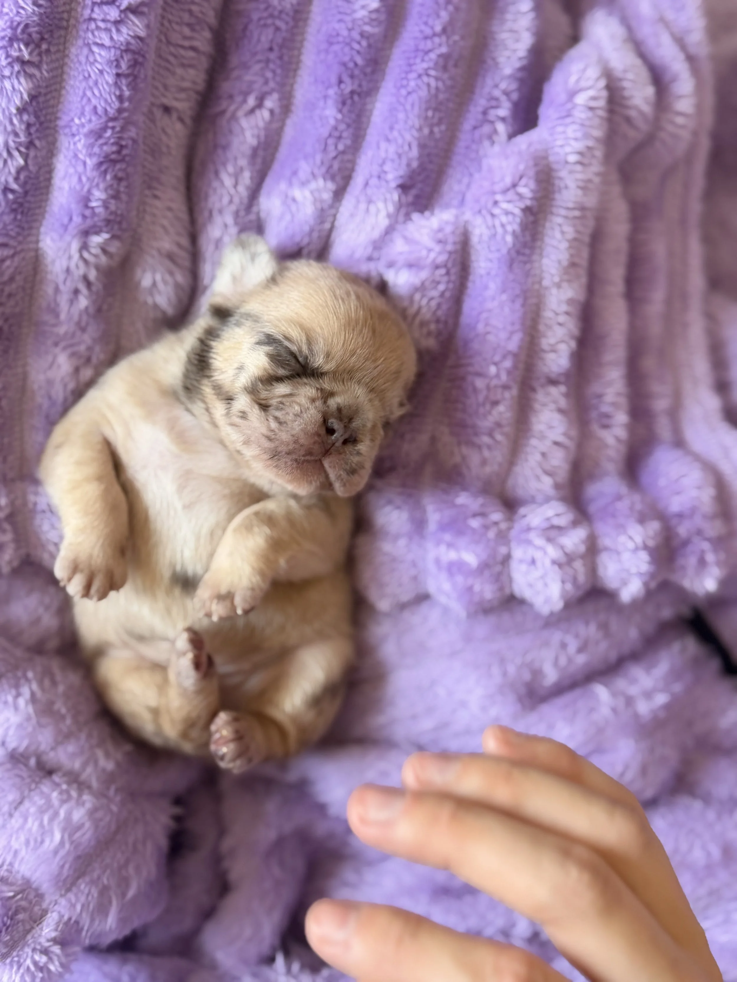 A small puppy sleeping on a soft, purple blanket with a person's hand gently reaching towards it.
