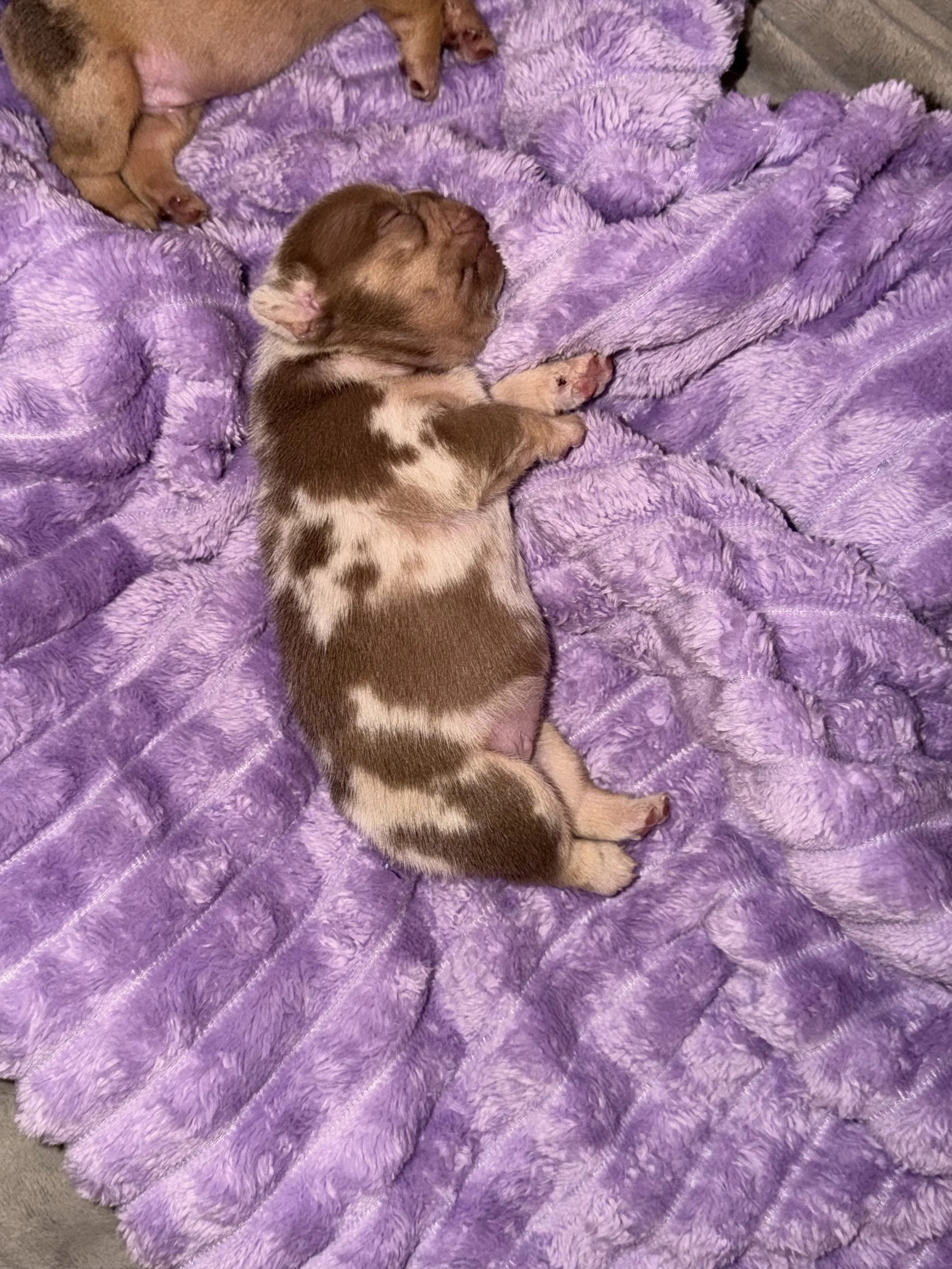 Two newborn puppies sleeping on a purple plush blanket.