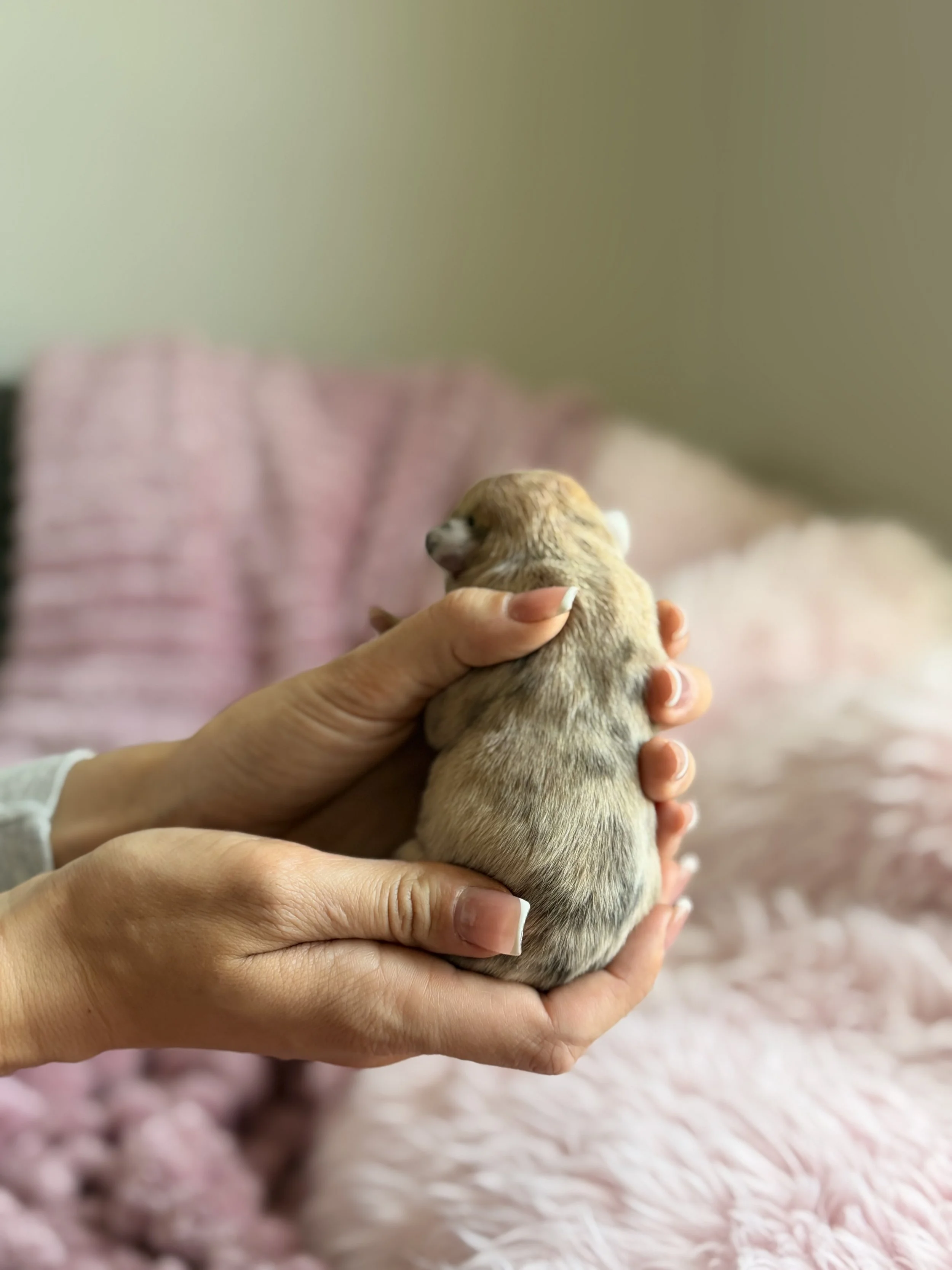 A small puppy being gently held by a person with manicured nails. The background is a soft pink blanket.