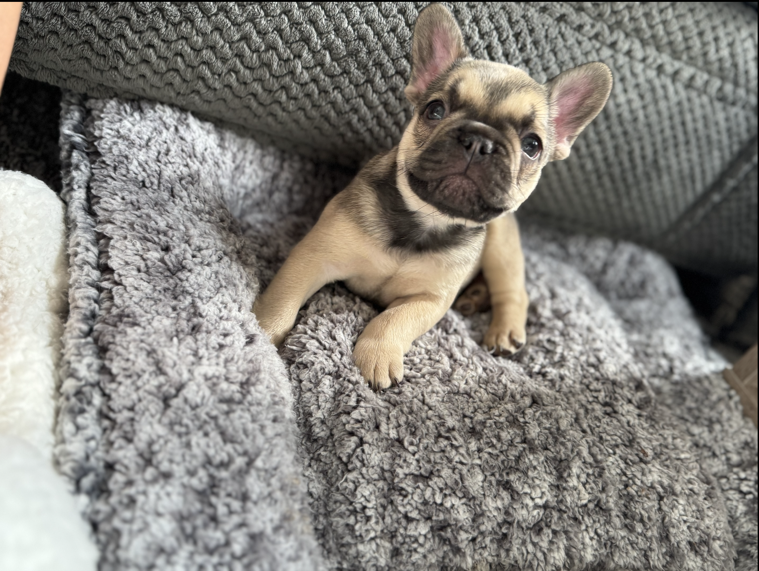 Screenshot 2025-12-18 at 12.31.25 PM.png