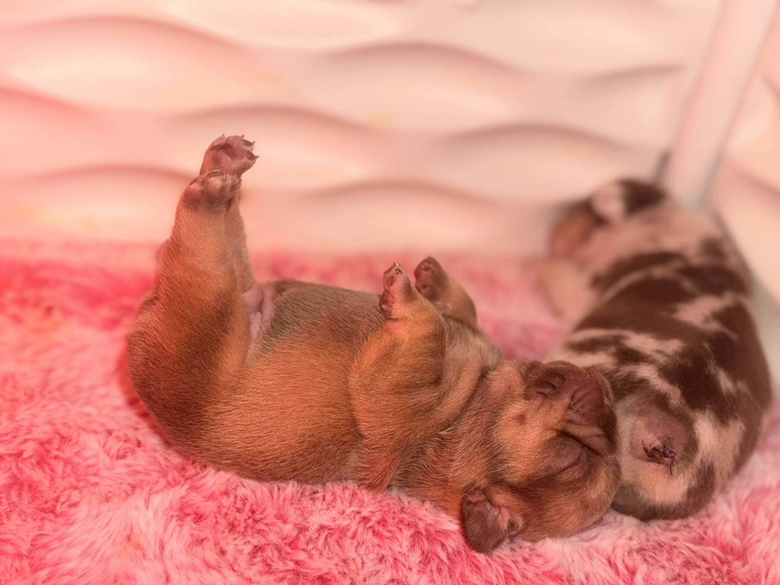 Close-up of a group of tiny newborn puppies lying on a soft pink fuzzy blanket, with one puppy prominently in the foreground.