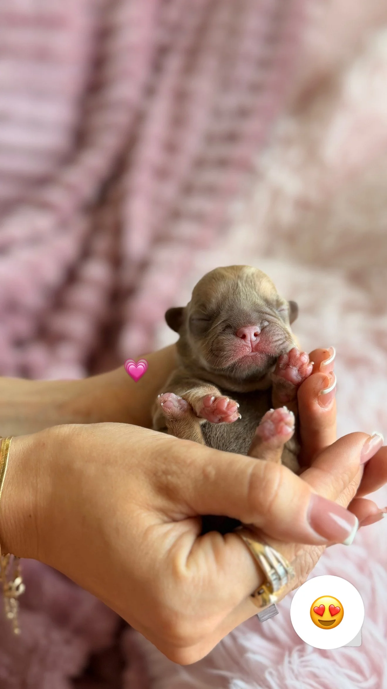 A person holding a tiny, sleeping puppy with closed eyes and relaxed expression. The puppy's pink nose and paws are visible, and the background is blurred with pink tones.