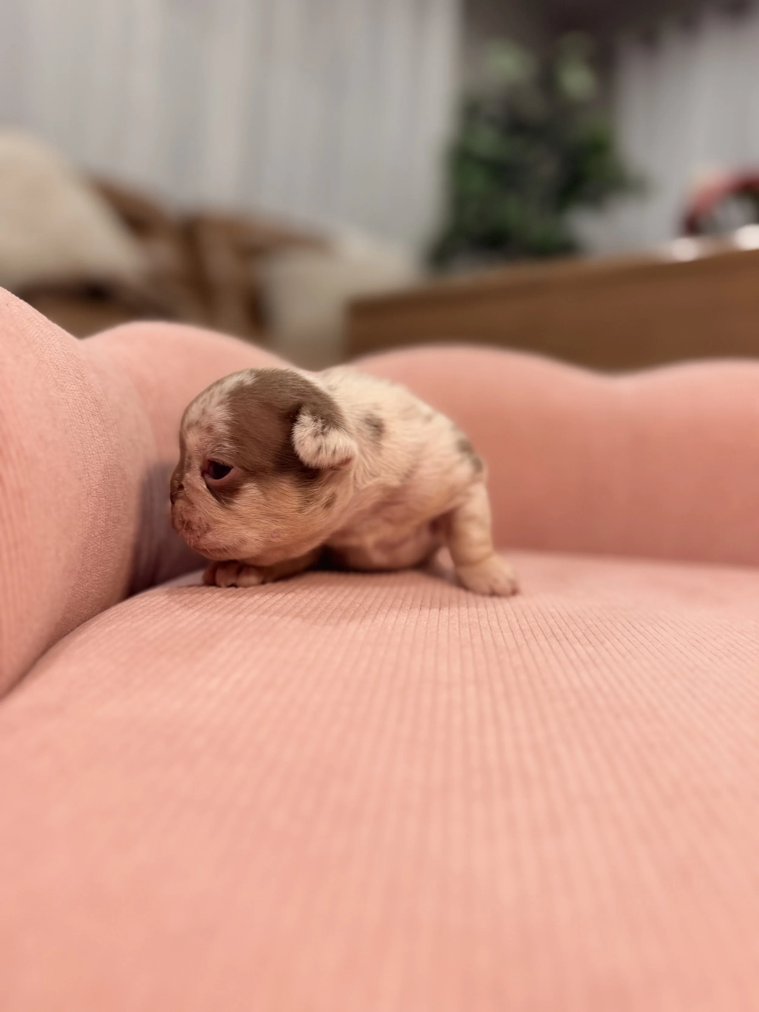 Close-up of a tiny, newborn puppy with a white and brown spotted coat resting on a pink blanket.