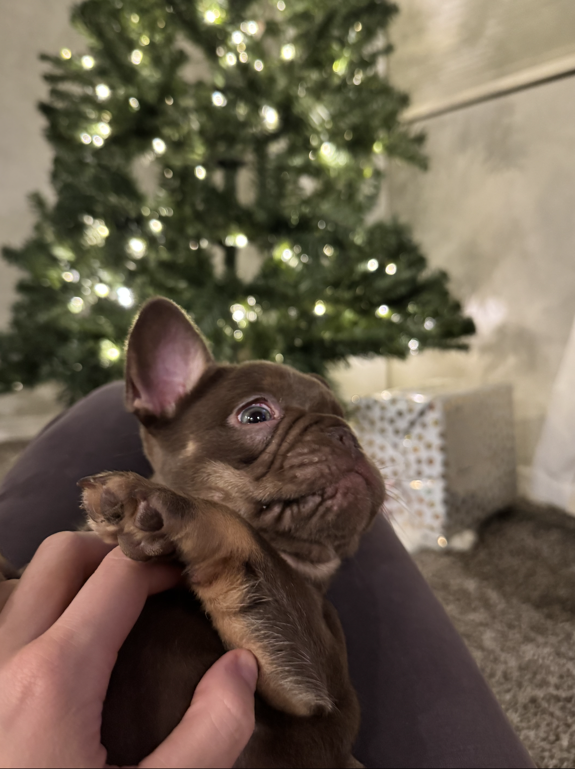 Screenshot 2025-12-18 at 12.39.44 PM.png