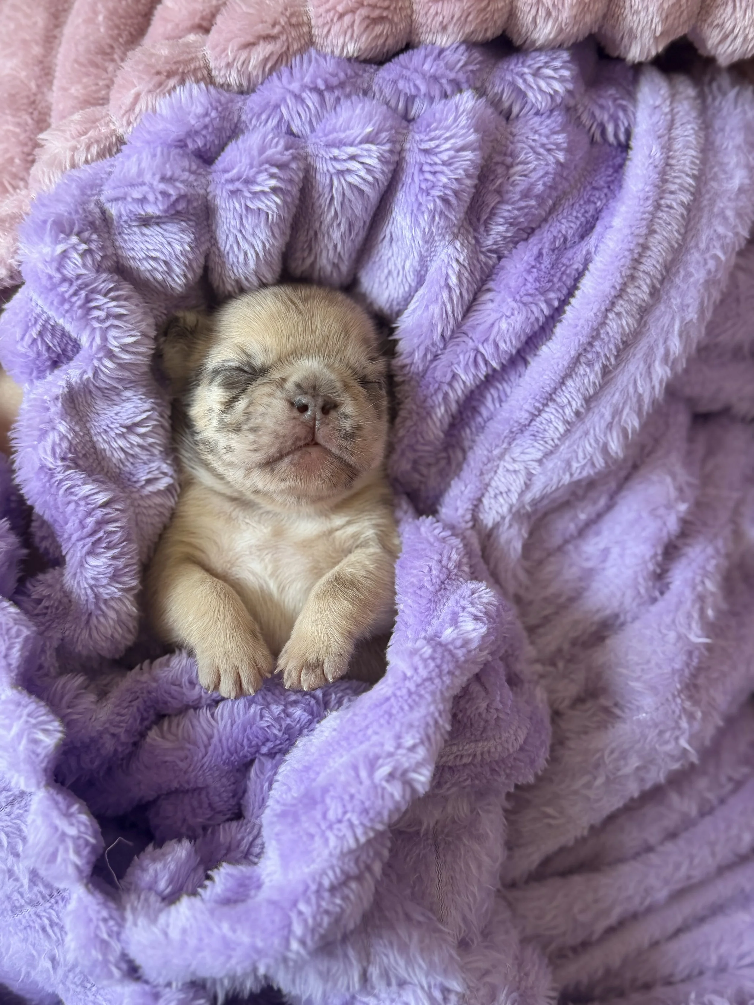 A tiny tan puppy sleeping peacefully on a soft purple fuzzy blanket.