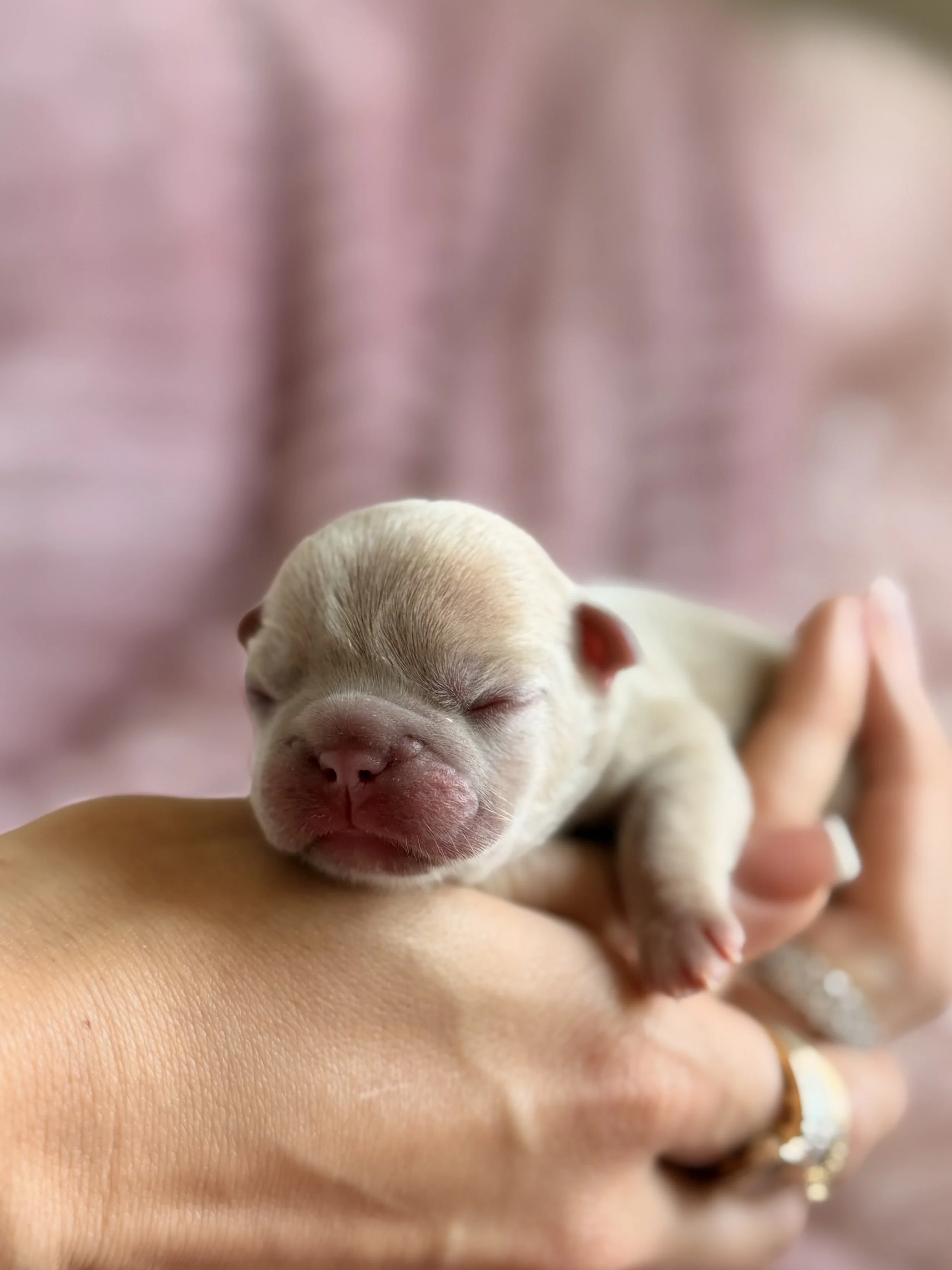 Close-up of a tiny, sleeping puppy with a light-colored coat being held gently in someone's hands.