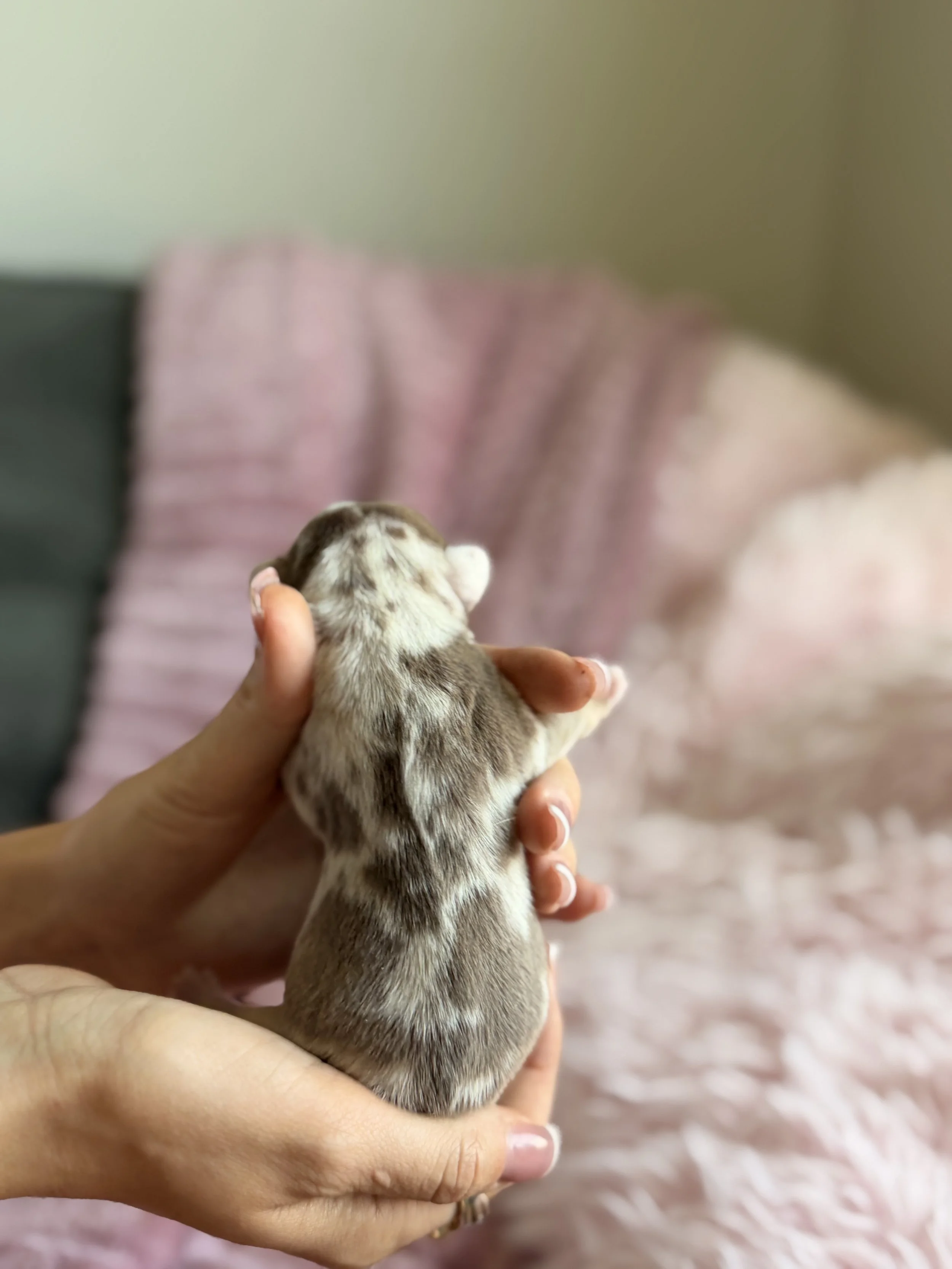 A person holding a small, striped puppy with a soft fur coat, with their fingers gently supporting it. The background consists of blurred pink and beige textiles.