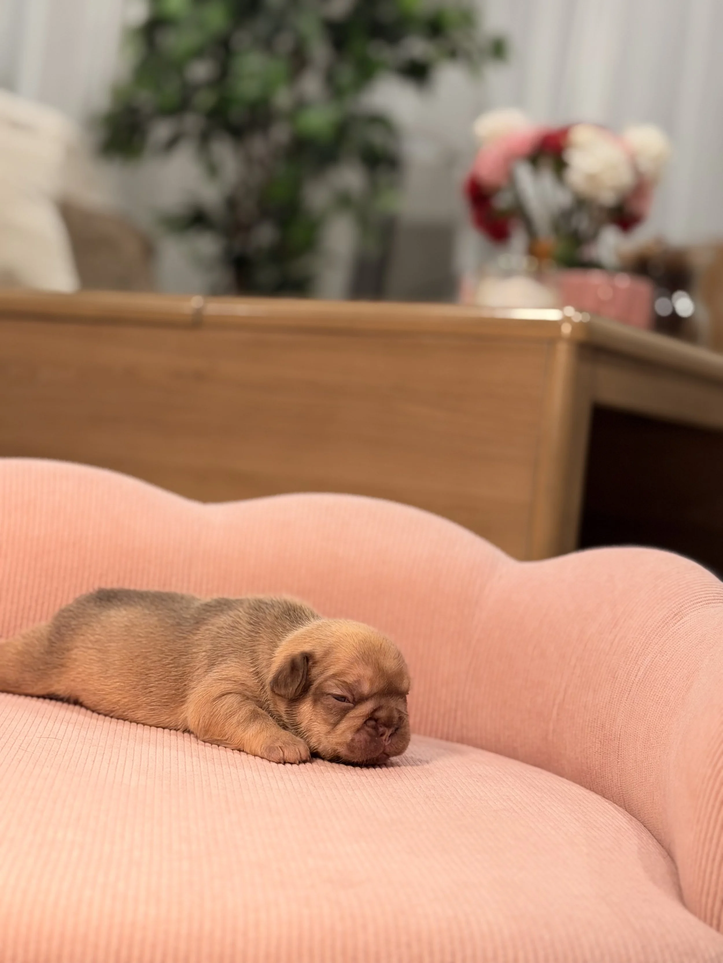 A small brown puppy is sleeping on a pink cushioned surface.