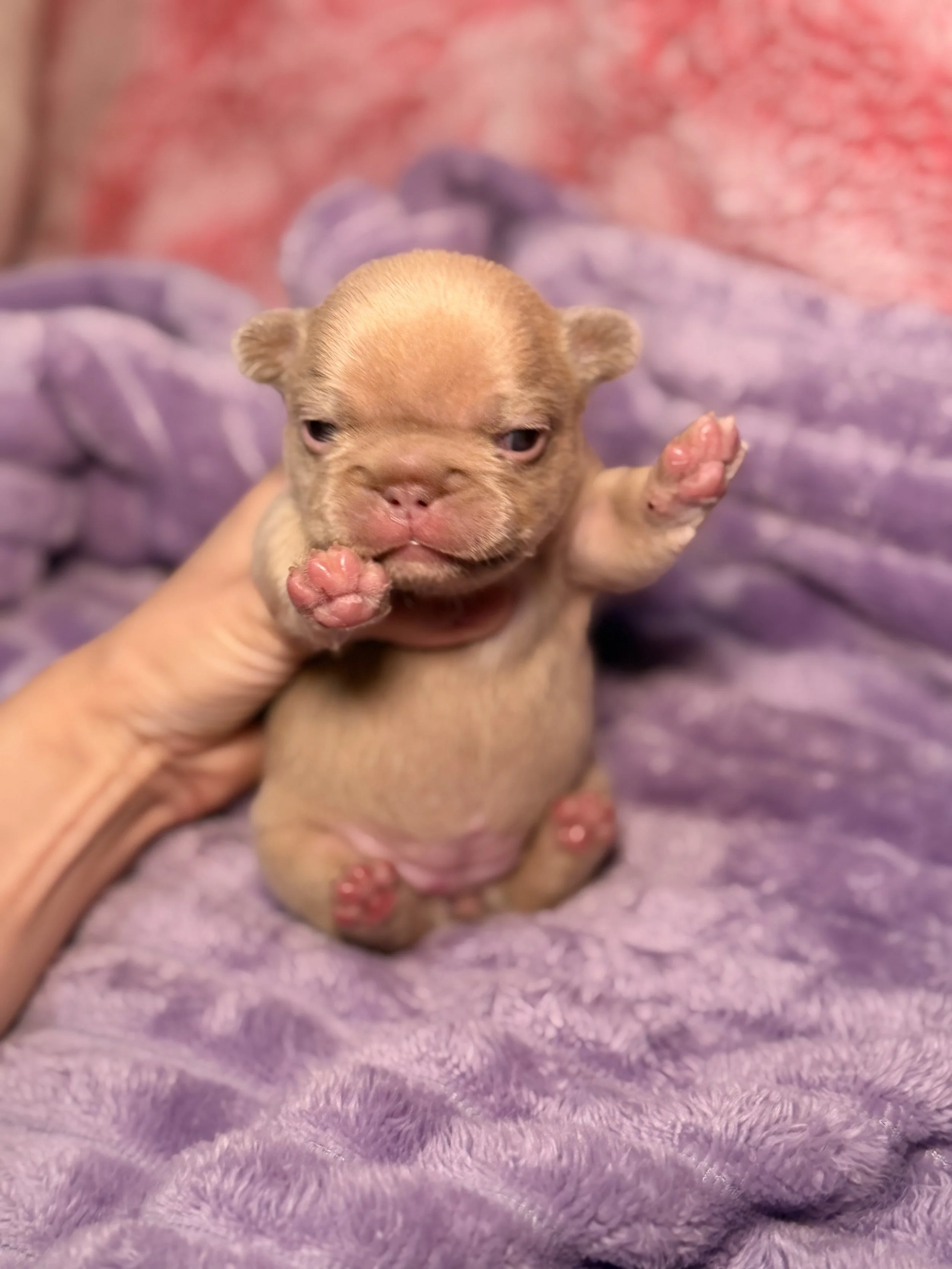 A tiny tan puppy with a wrinkled face and closed eyes being held indoors on a purple blanket.