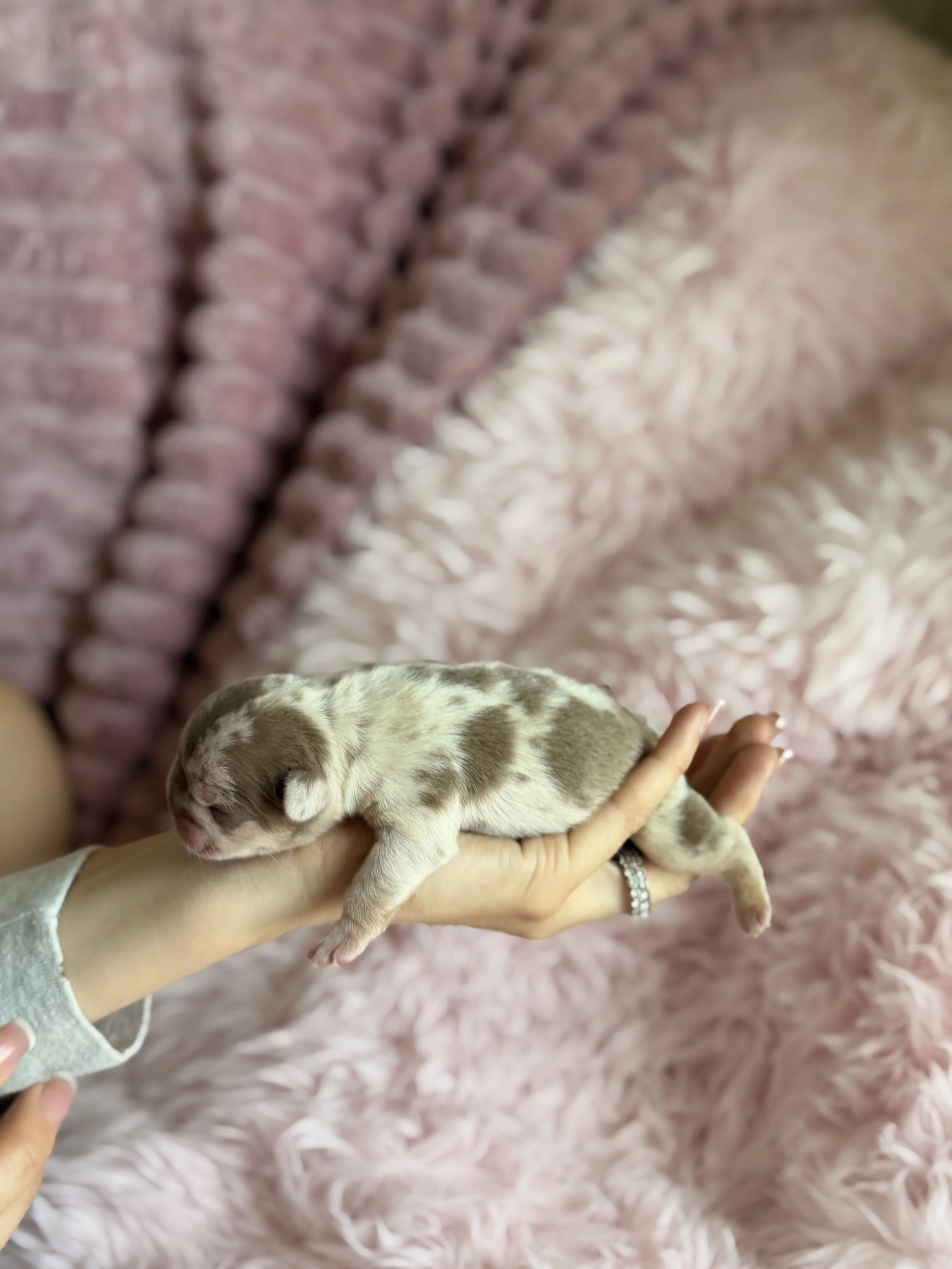 A person holding a tiny, newborn, spotted puppy over a pink, fluffy blanket.