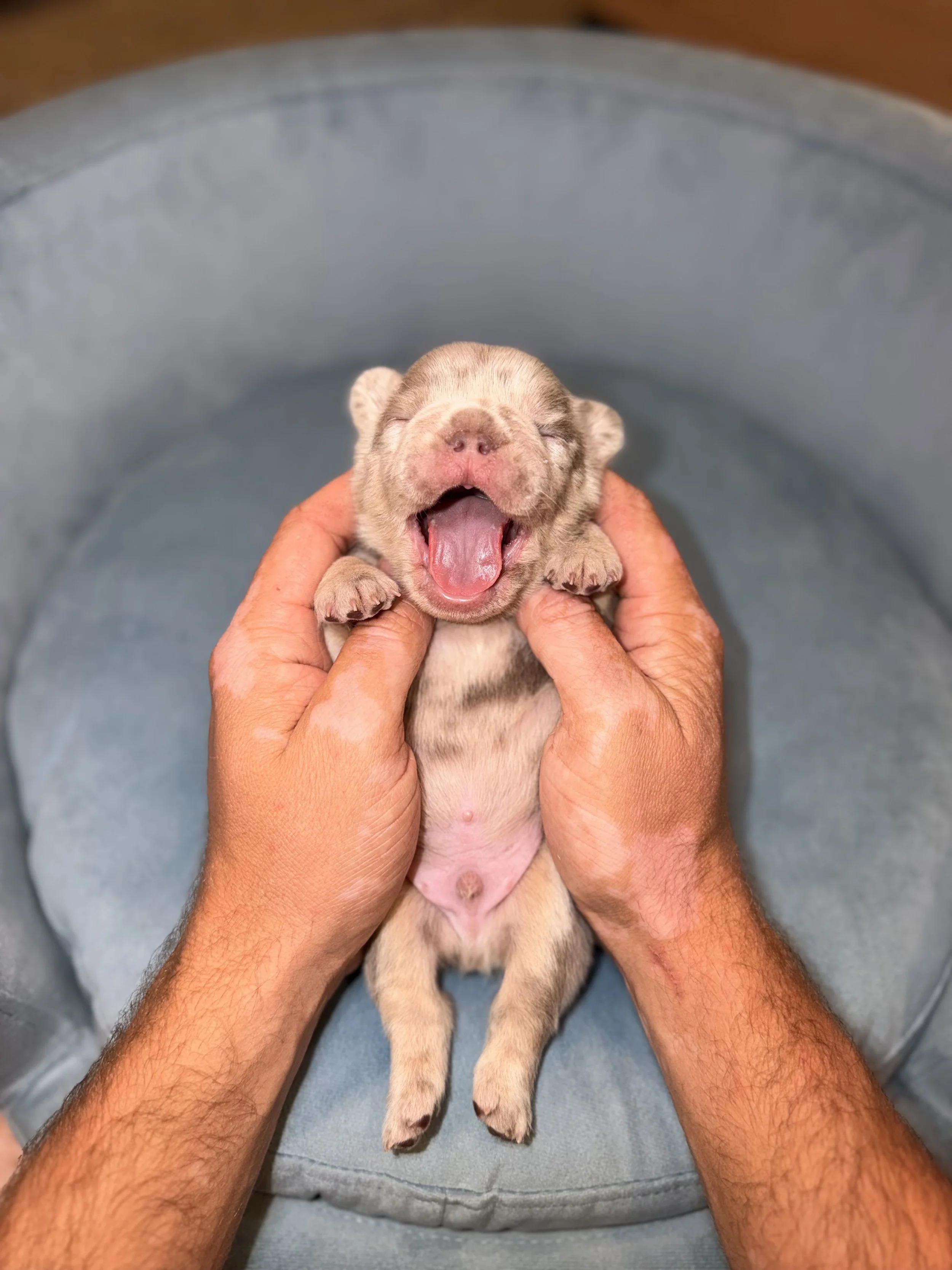 A tiny, yawning puppy being held gently in a person's hands over a light blue cushioned surface.