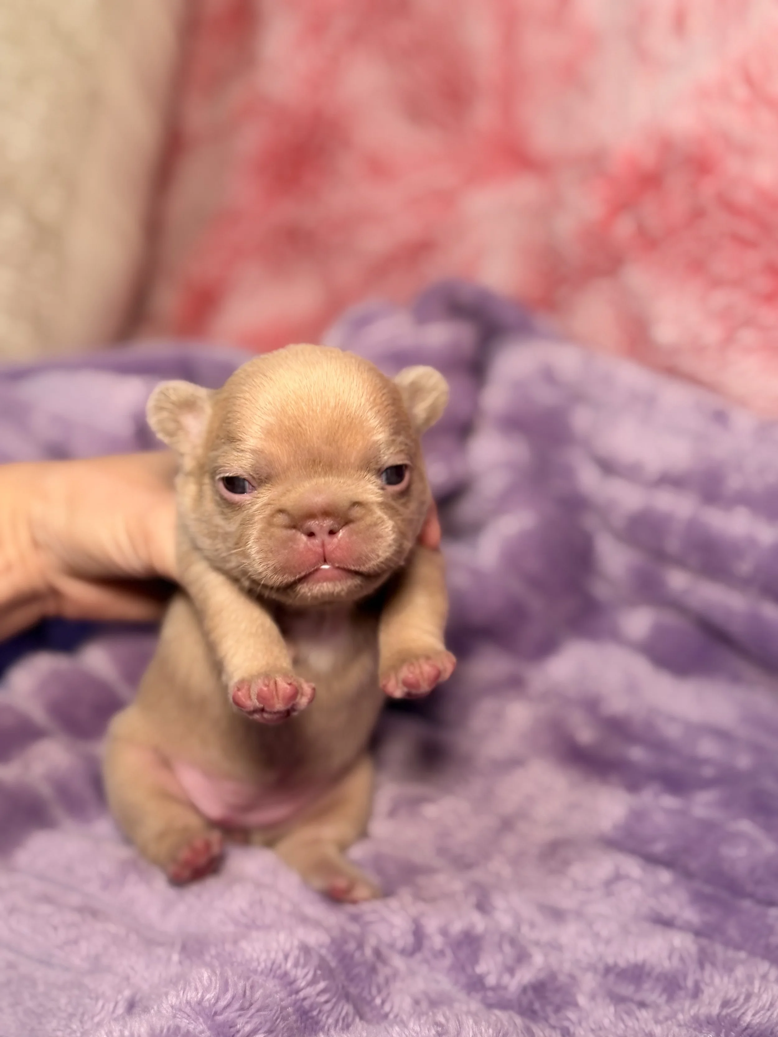 Close-up of a tiny brown puppy with a pink nose and small paws, being held on a purple fuzzy blanket with a pink and red patterned background.